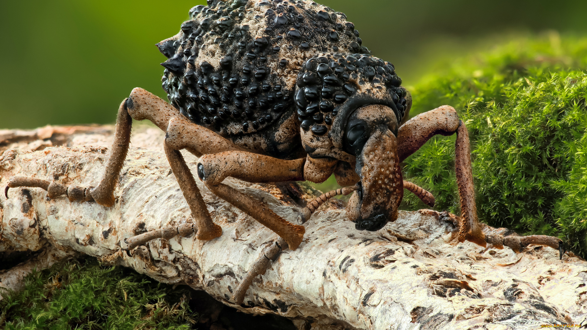 животные, насекомые, фон, усики, макро, жук