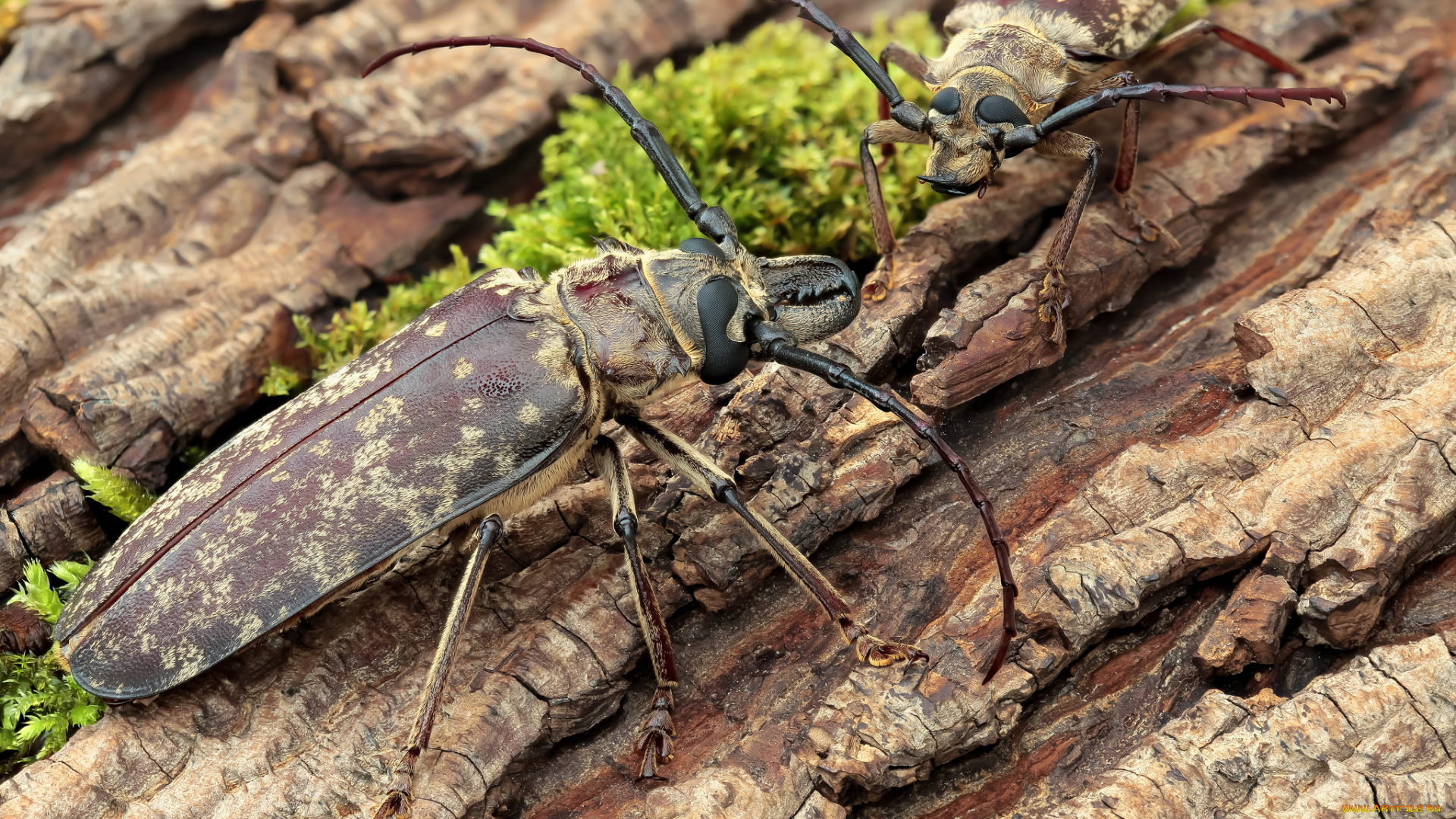 животные, насекомые, фон, усики, насекомое, жуки, кора, макро