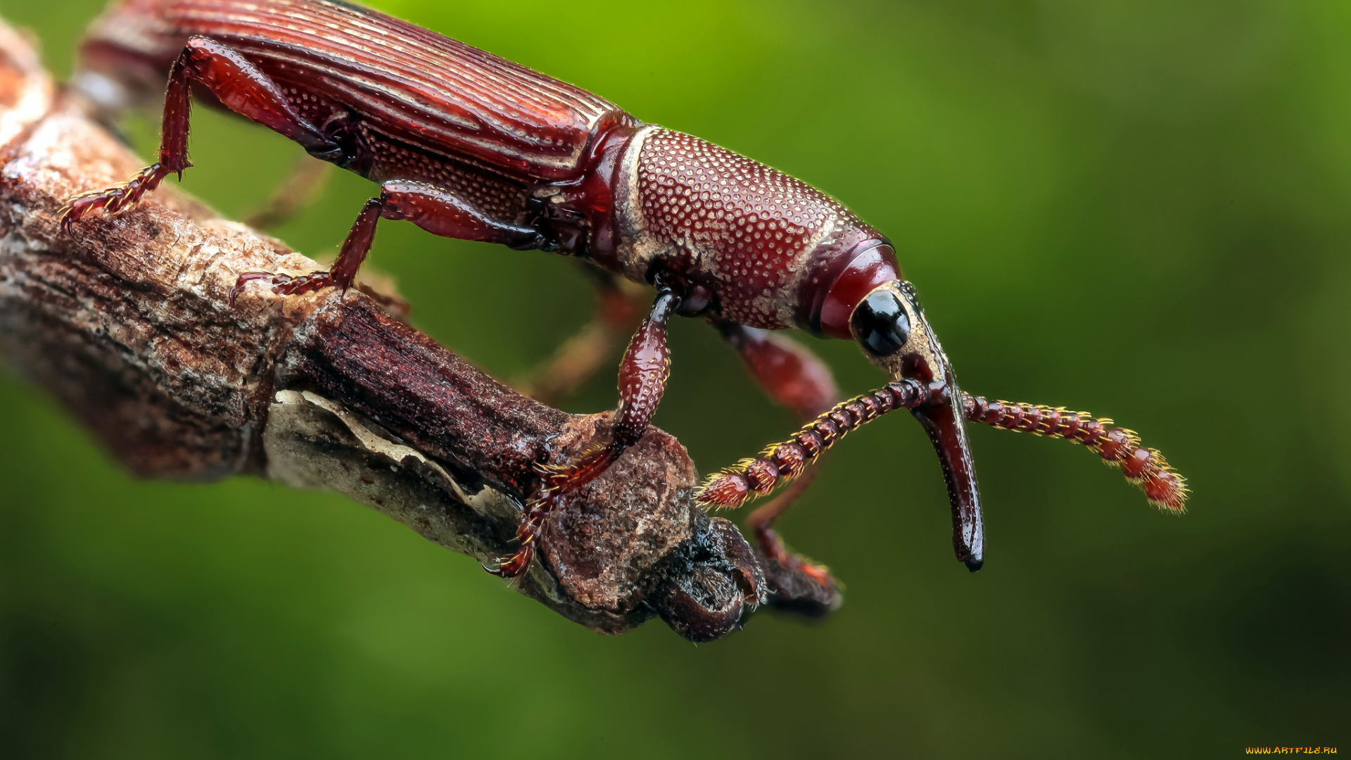 животные, насекомые, фон, усики, жук, макро
