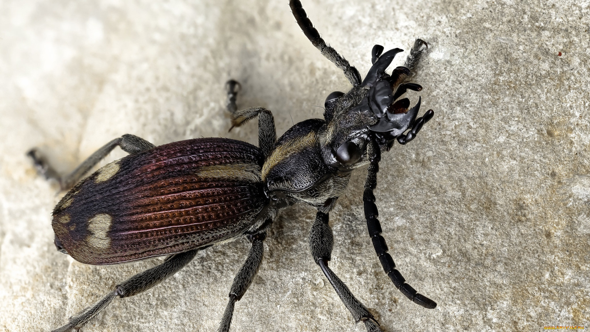 животные, насекомые, фон, усики, жук, макро