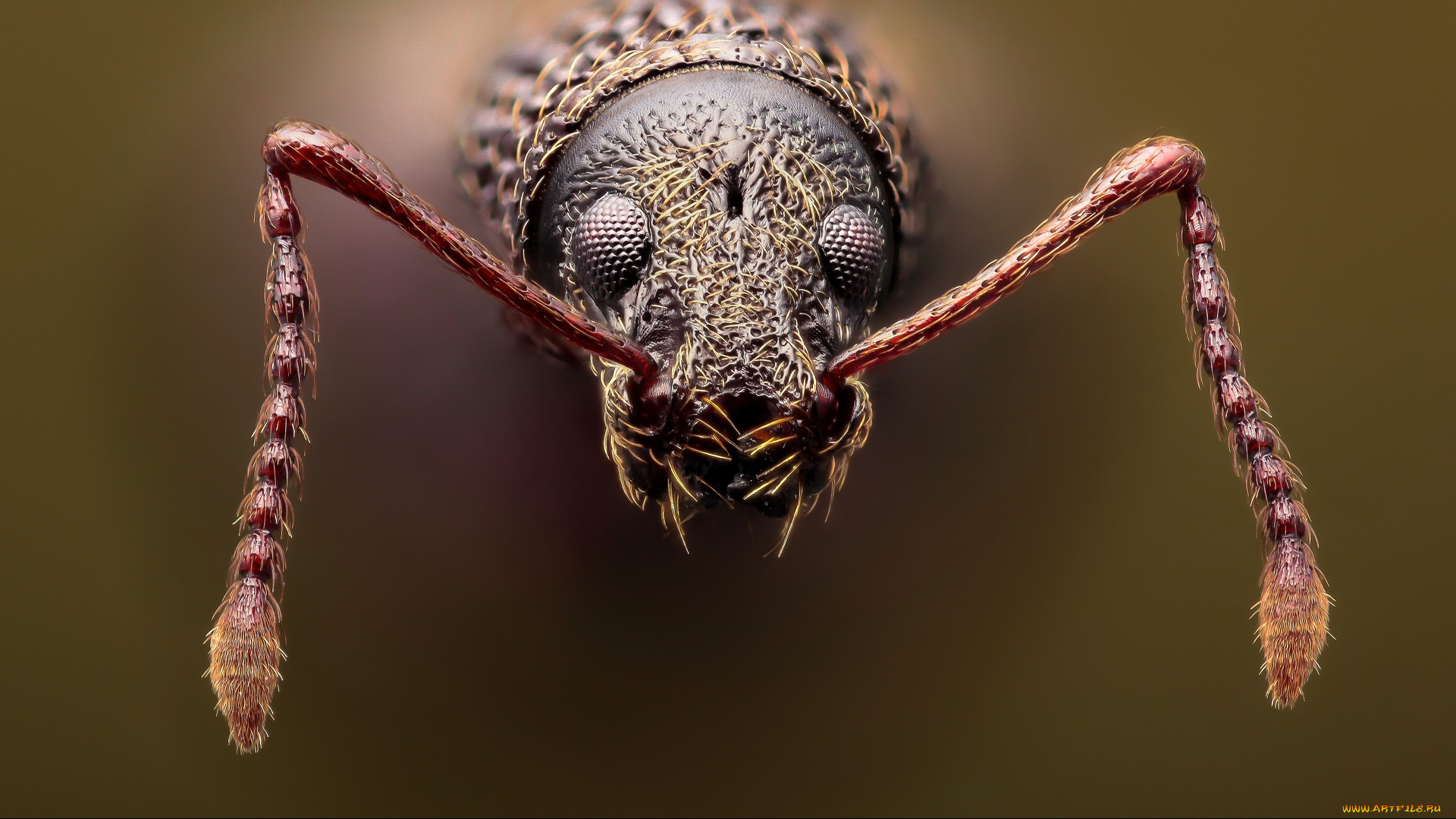 животные, насекомые, фон, жук, усики, макро