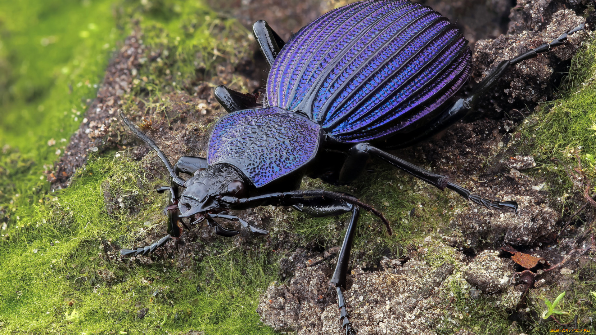 животные, насекомые, фон, жук, усики, макро