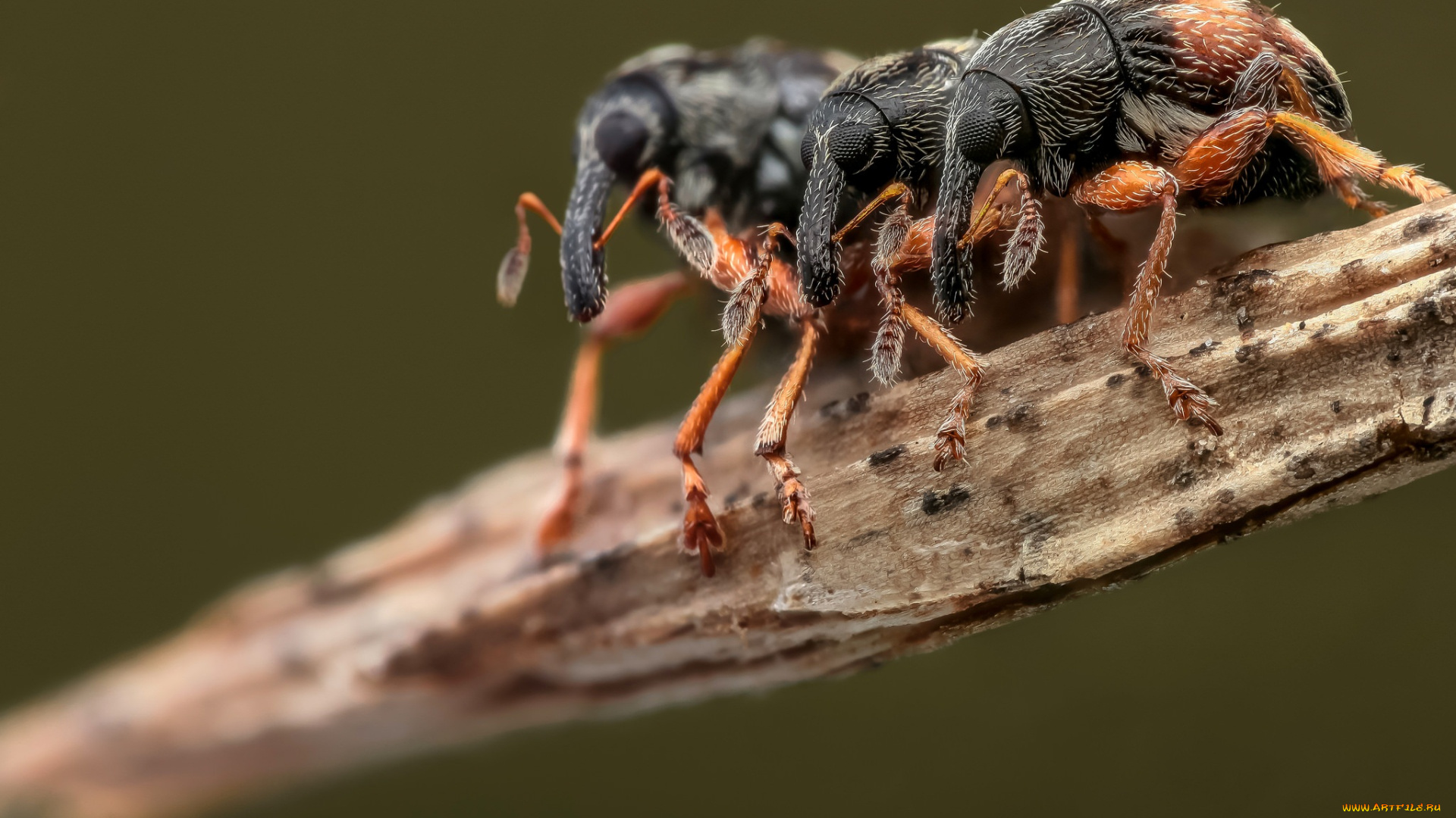 животные, насекомые, фон, жуки, макро