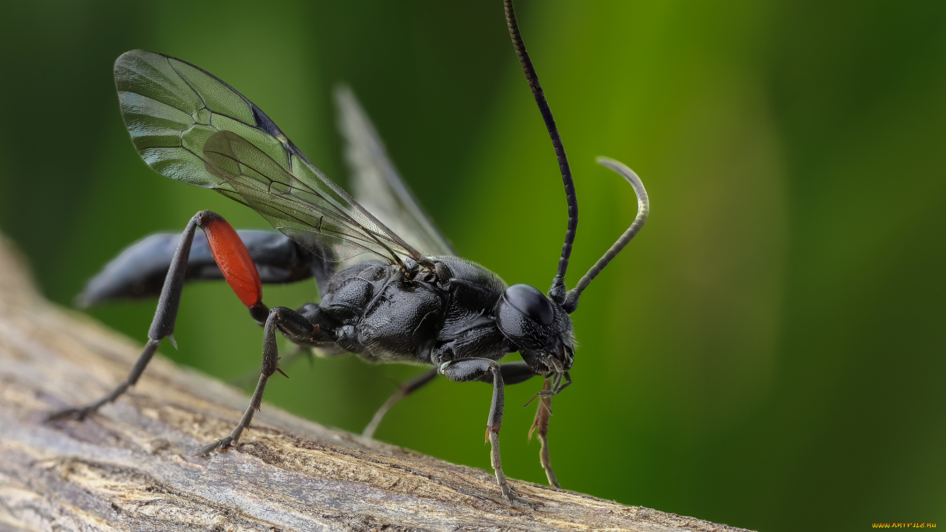 животные, насекомые, насекомое, утро, фон, макро