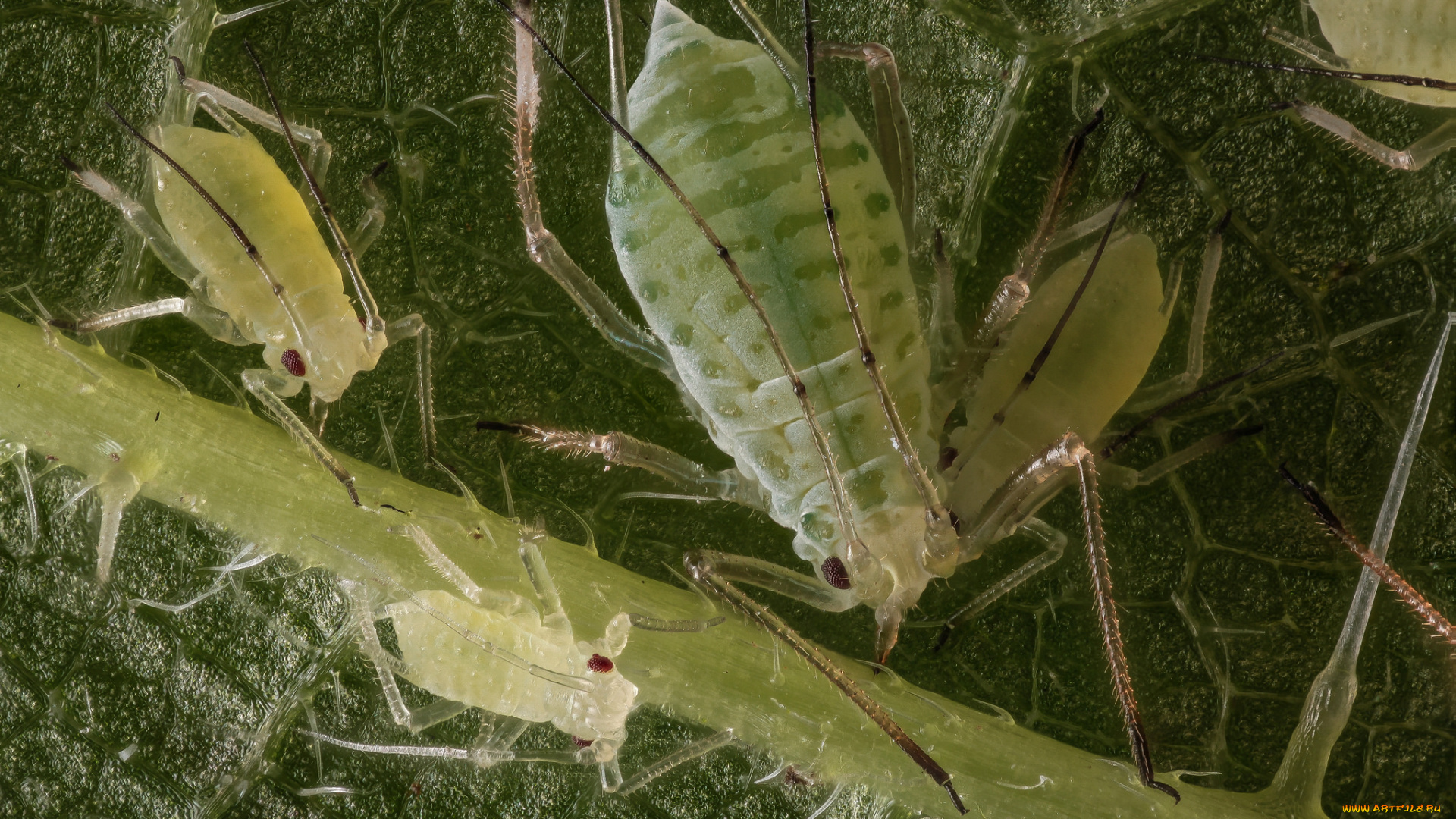 животные, насекомые, тля, лист, макро