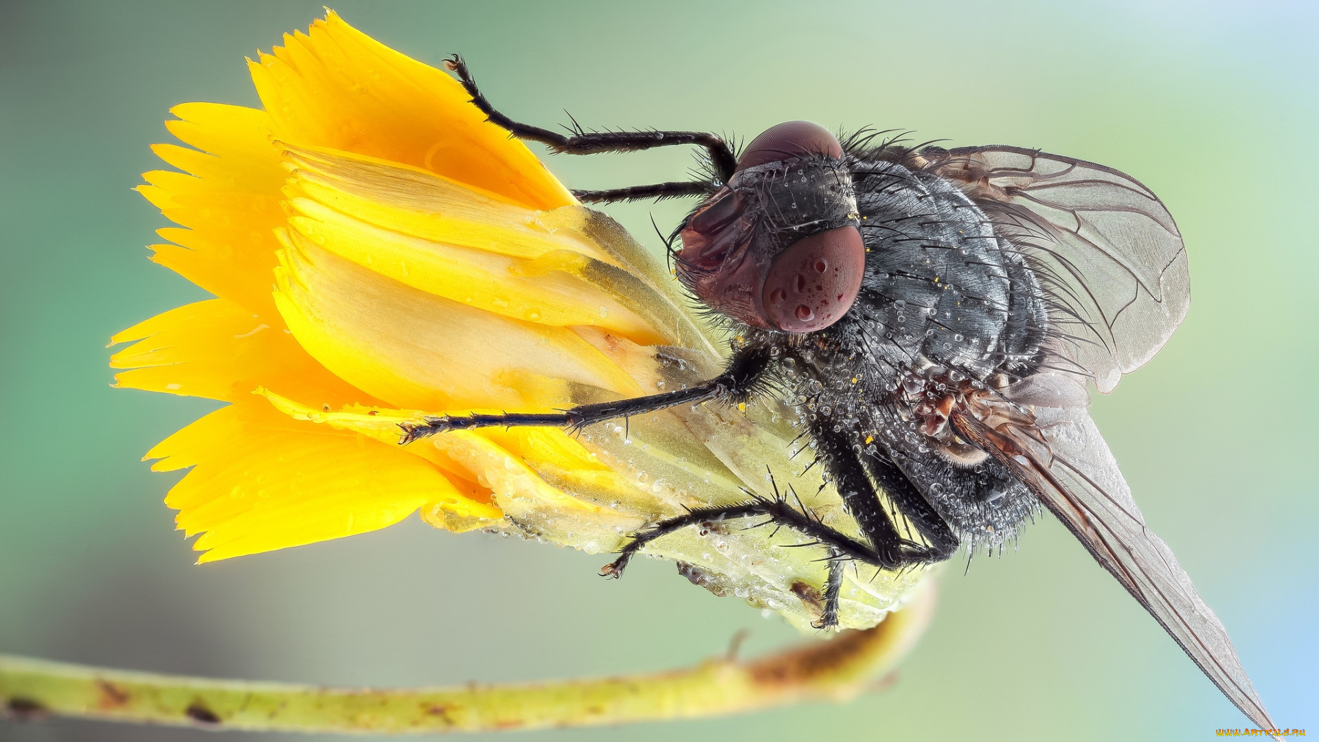 животные, насекомые, утро, цветок, роса, насекомое, муха, макро