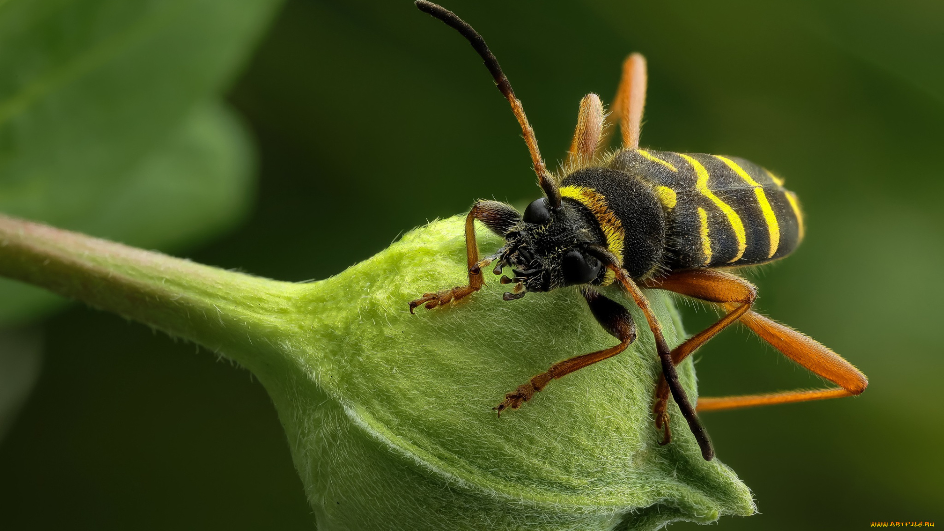 животные, насекомые, зелёный, фон, макро, бутон, травинка, насекомое, утро
