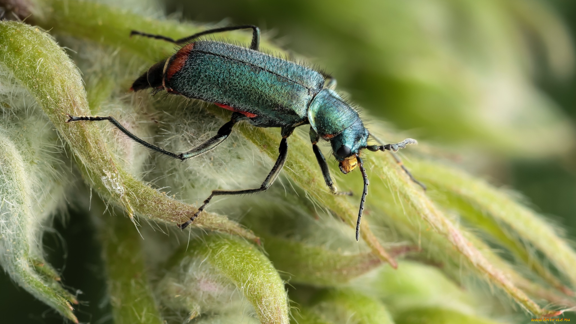 животные, насекомые, жук, бутоны, насекомое, утро, фон, макро