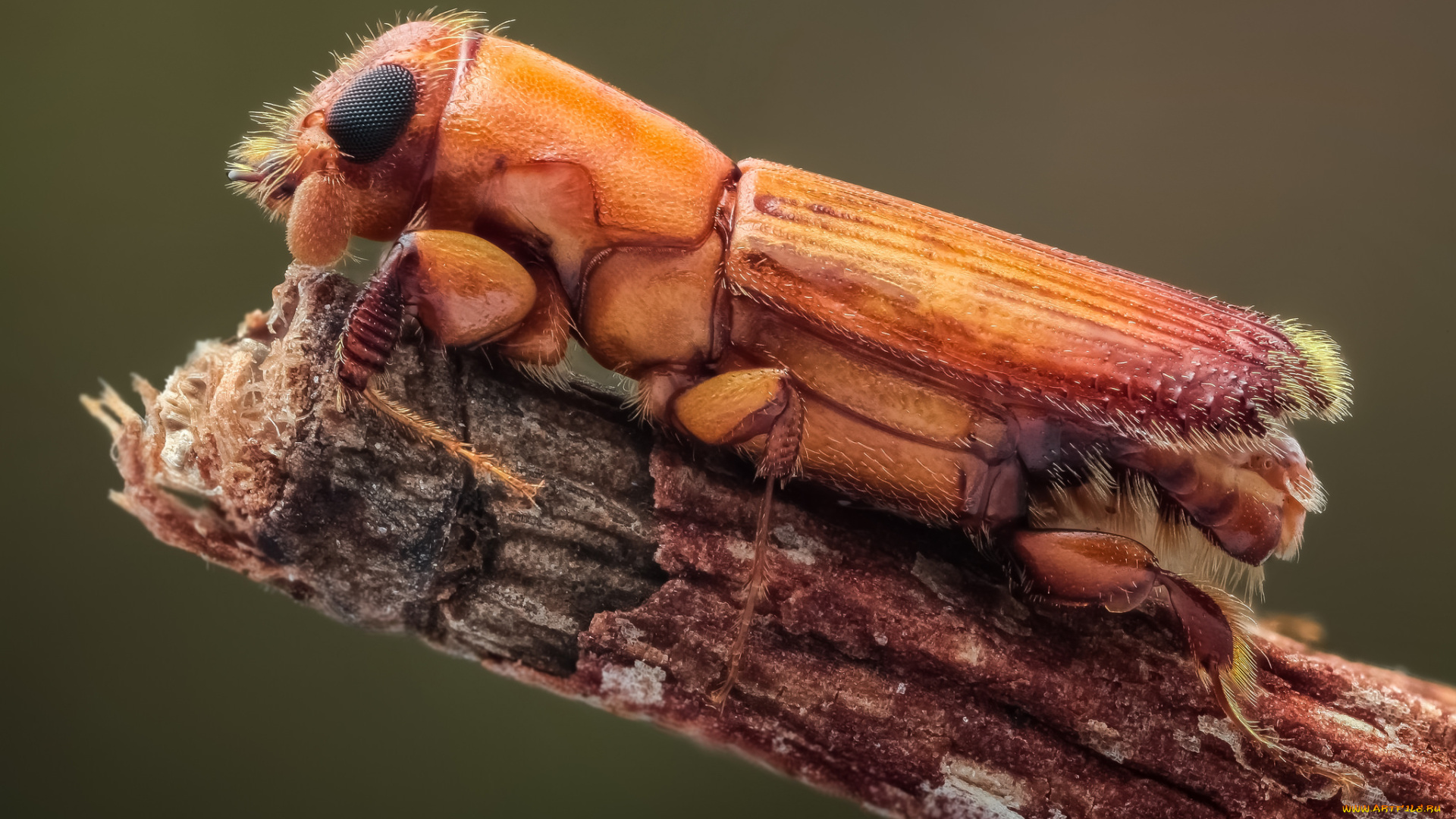 животные, насекомые, жук, макро, фон, усики