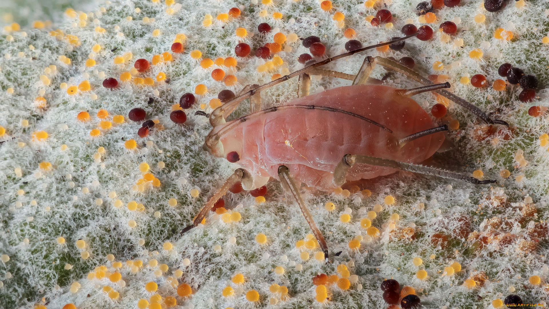 животные, насекомые, жук, макро, шарики, усики