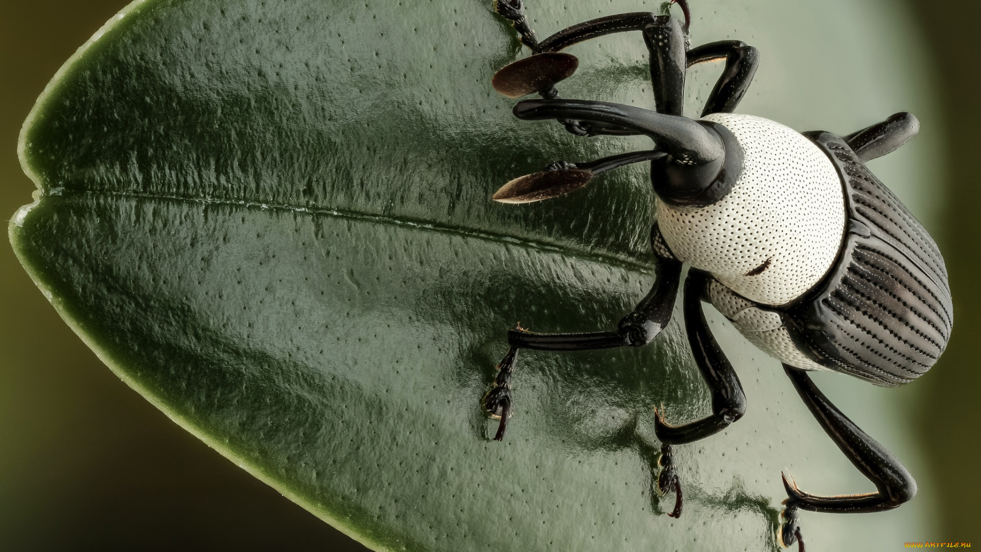 животные, насекомые, жук, насекомое, утро, фон, макро, лист