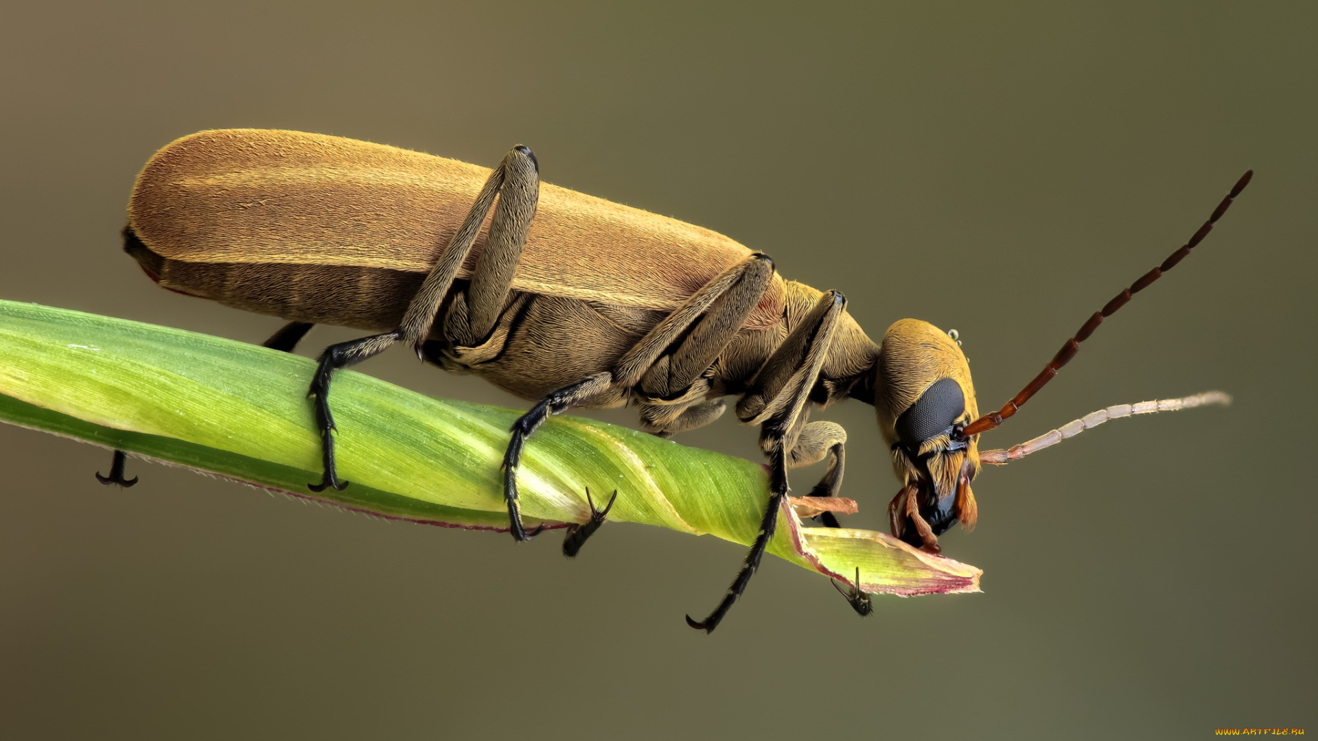 животные, насекомые, жук, травинка, макро, насекомое