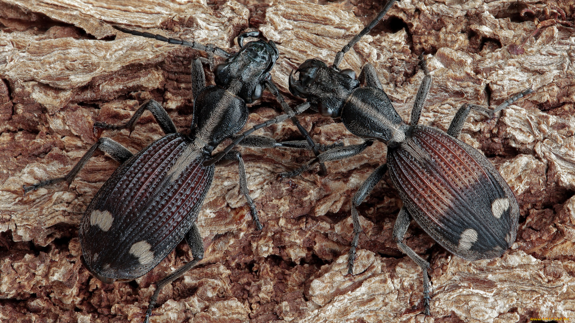 животные, насекомые, жуки, фон, утро, макро