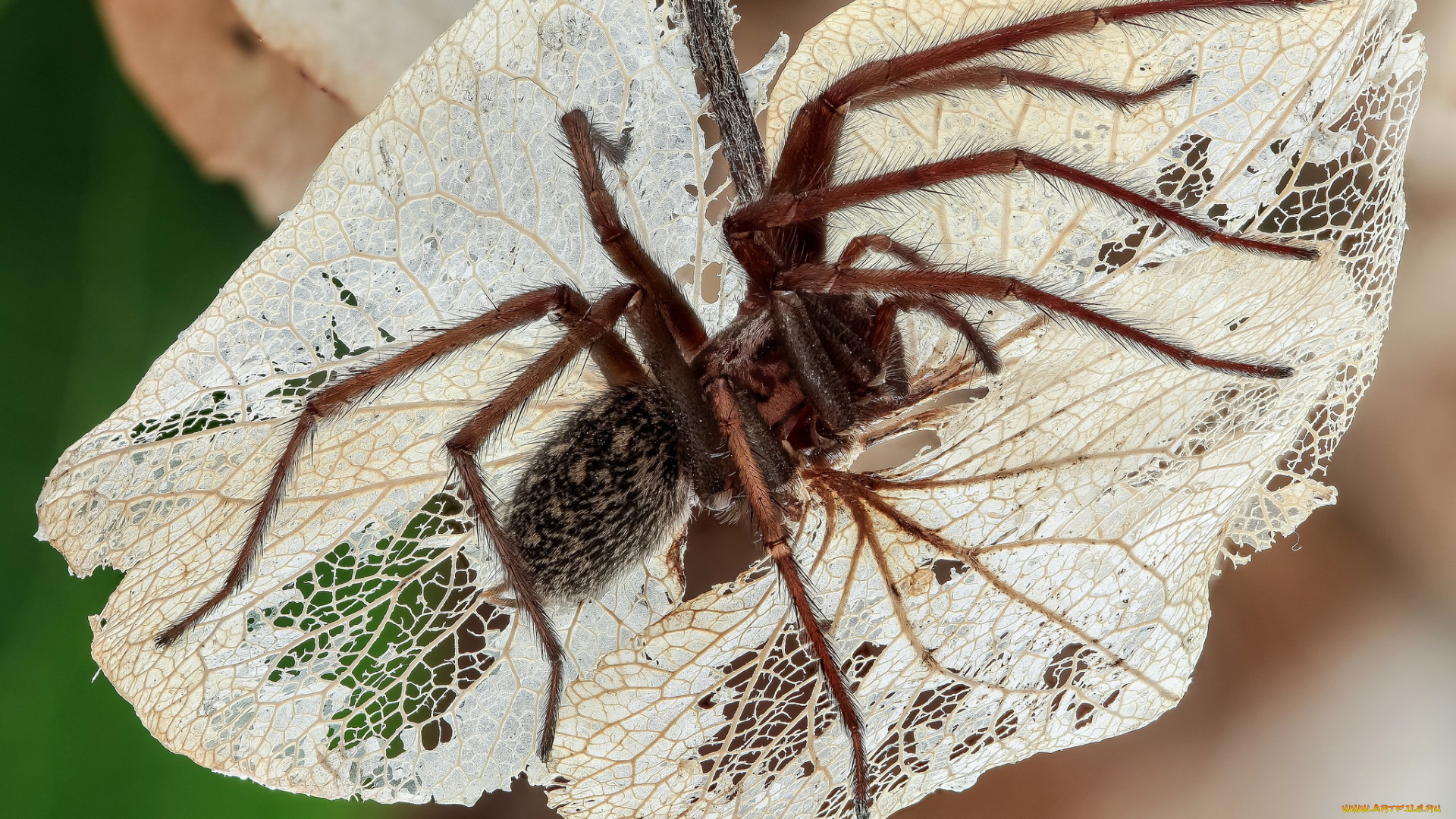 животные, пауки, макро, фон, утро, пук, насекомые, лист, коричневый, волоски