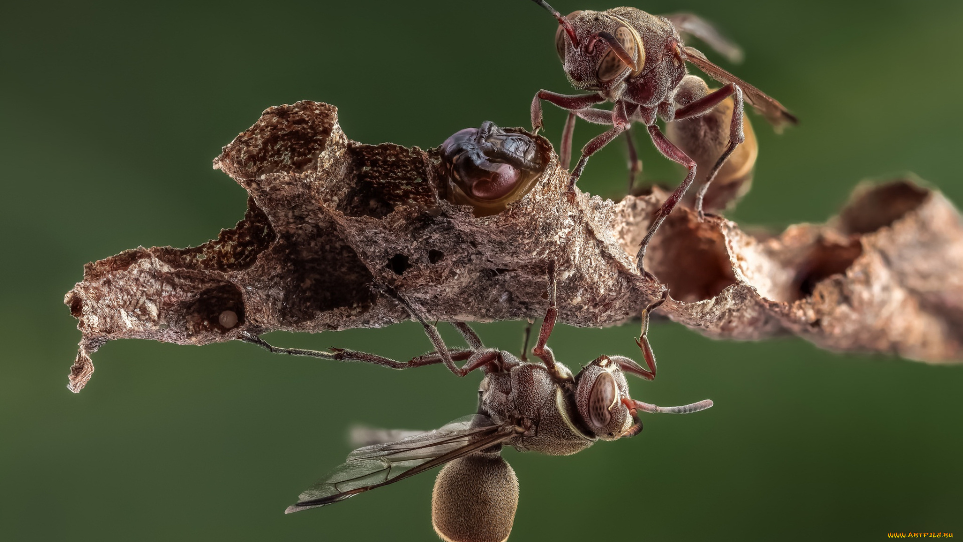 животные, пчелы, , осы, , шмели, фон, насекомые, пчёлы, осы, соты, личинка, макро