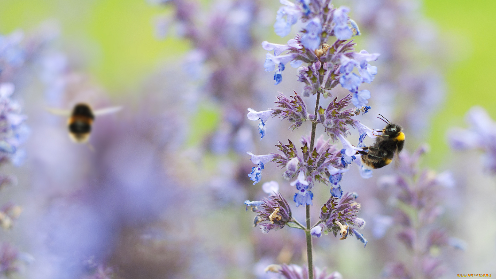животные, пчелы, , осы, , шмели, насекомое, цветок, растенение, шмель