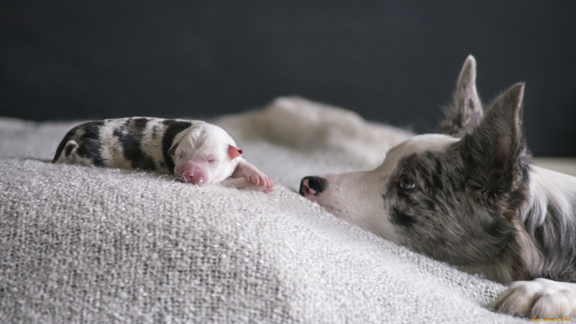 животные, собаки, дом, щенок, собака