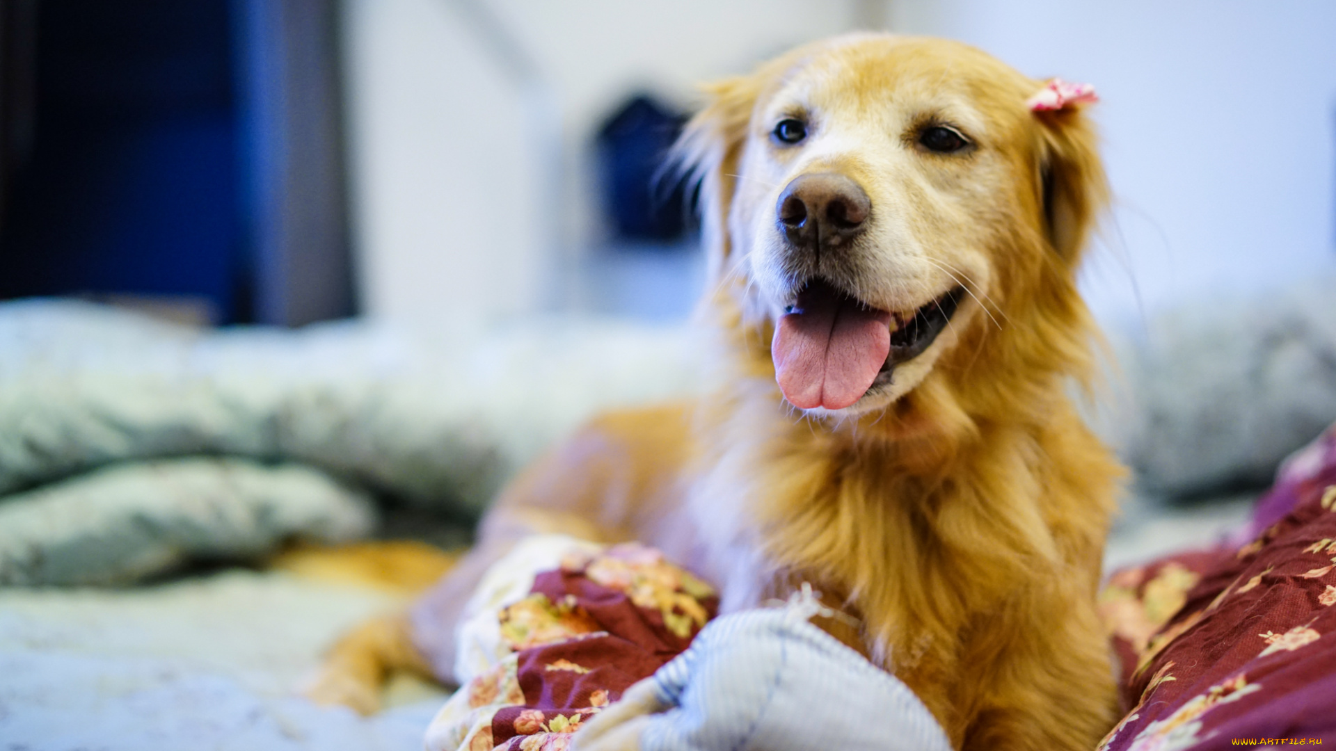 животные, собаки, язык, взгляд, собака