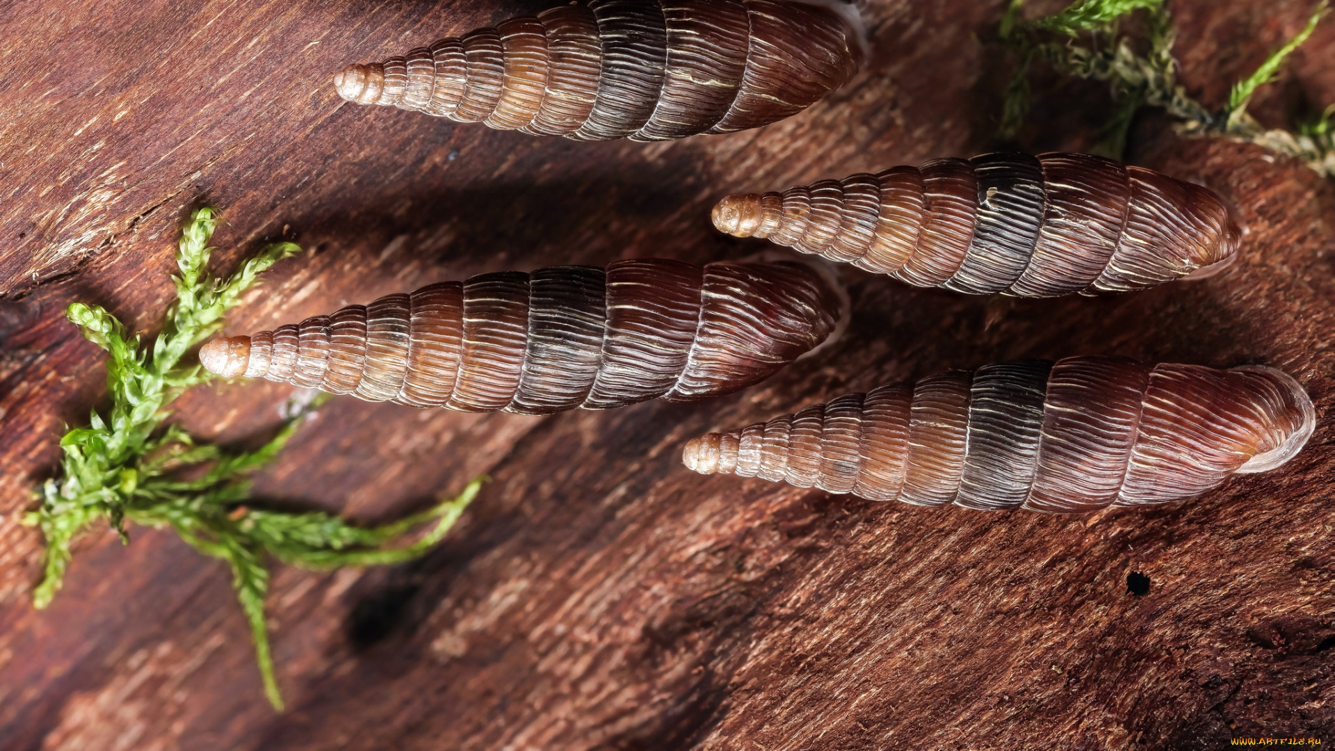 животные, улитки, домики, кора, макро