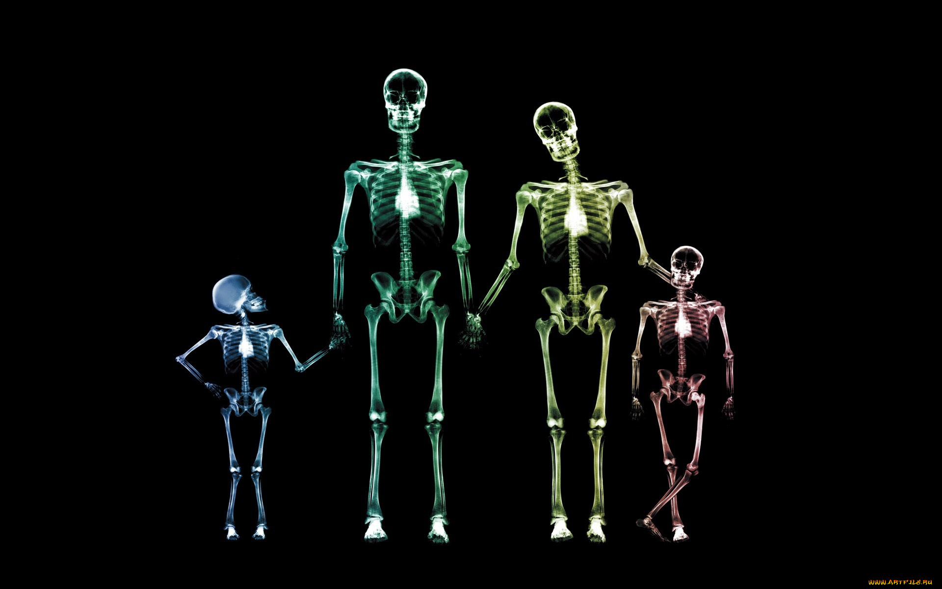 разное, кости, , рентген, семья, рентген, скелеты