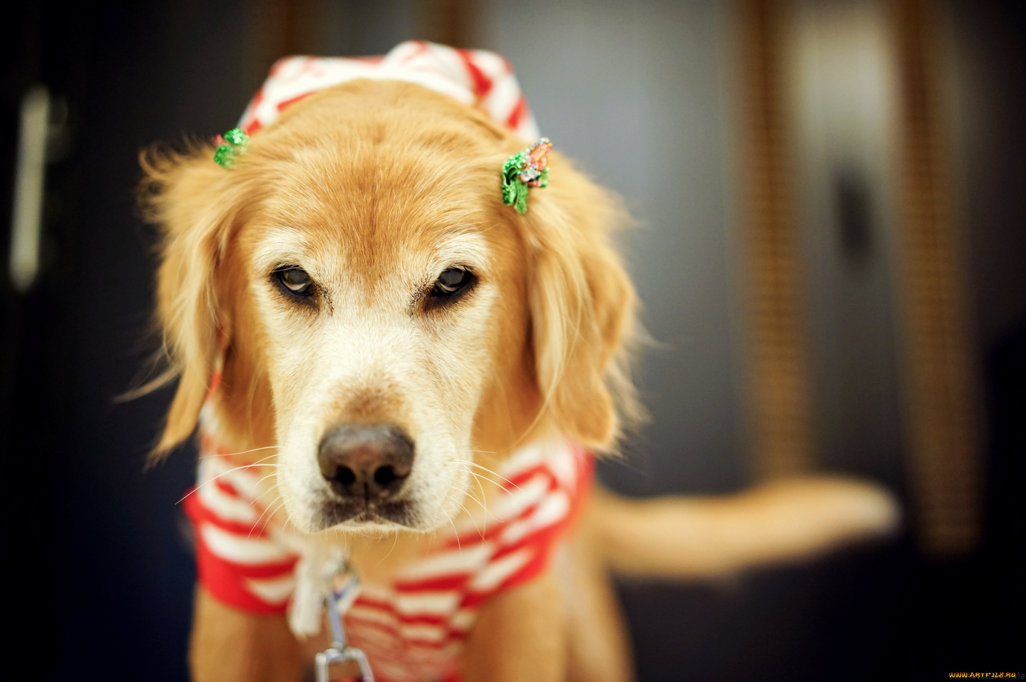 животные, собаки, портрет, взгляд, собака