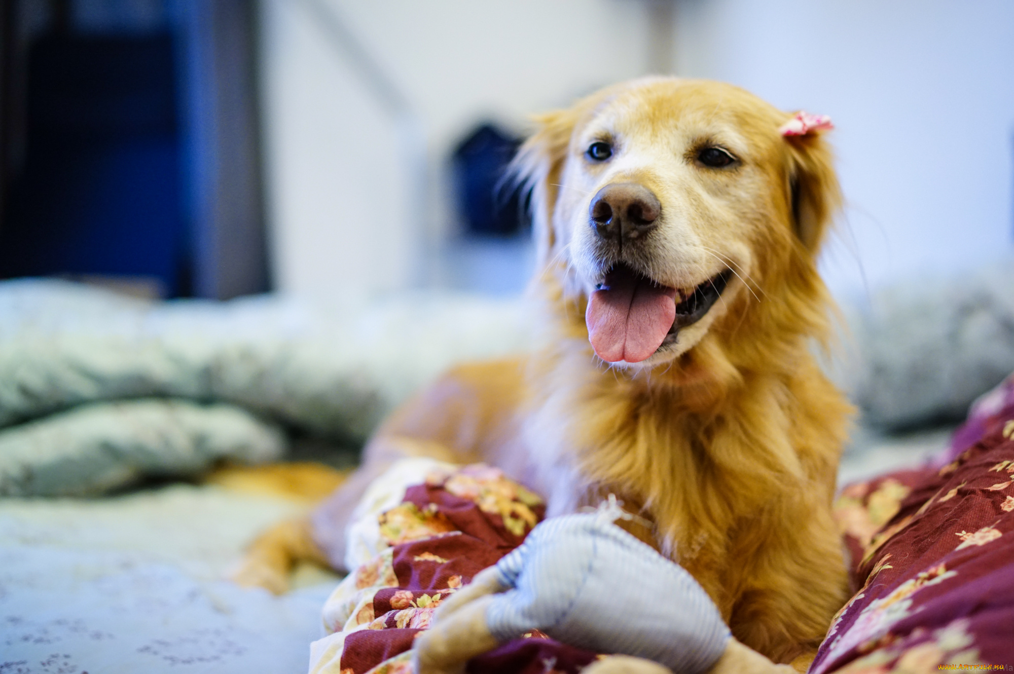 животные, собаки, язык, взгляд, собака