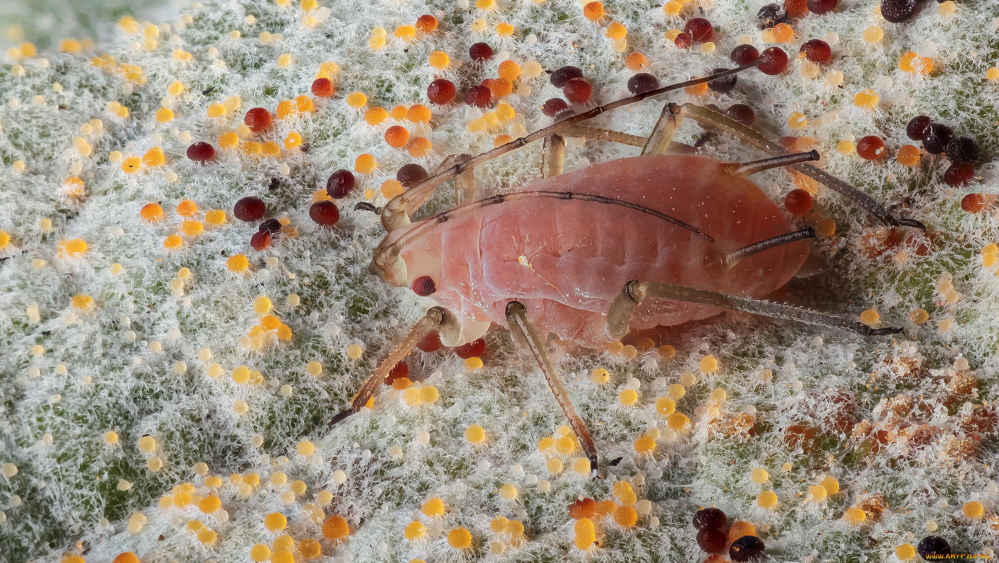 животные, насекомые, жук, макро, шарики, усики