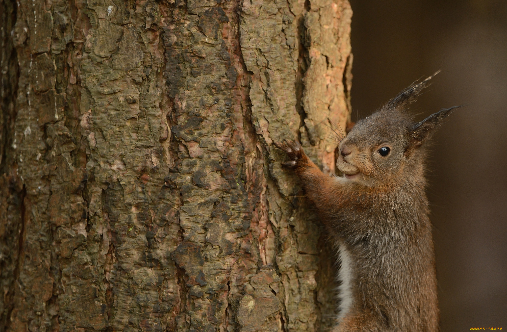 животные, белки, милашка, хвостик, лапки, ушка, белка