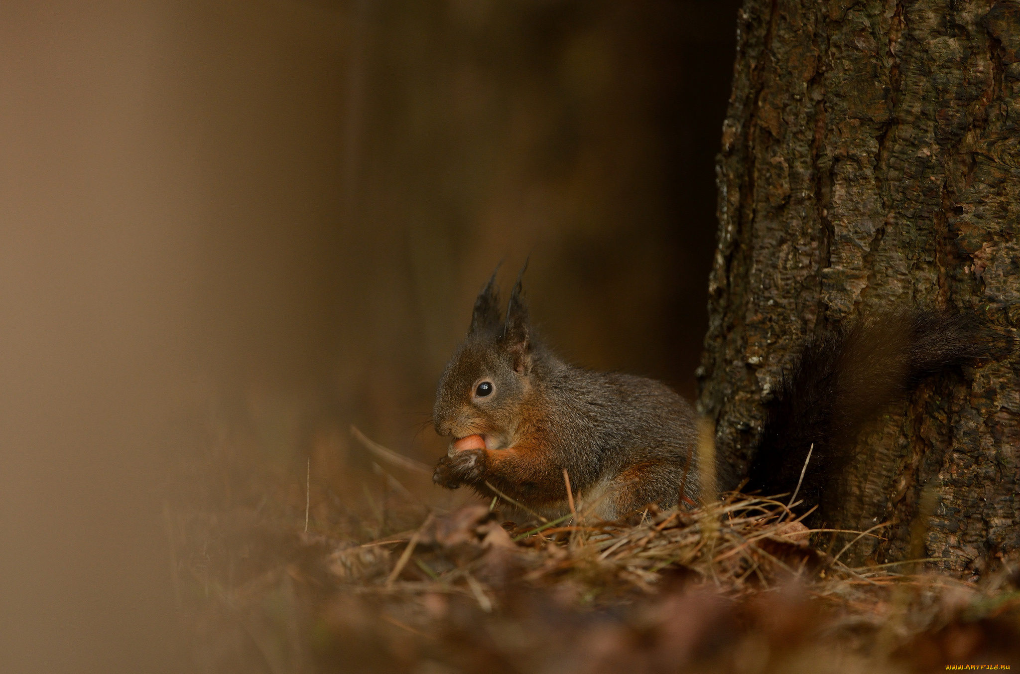 животные, белки, хвостик, милашка, ушка, лапки, белка