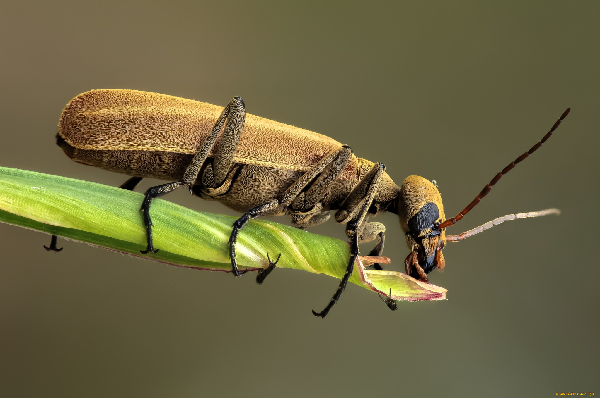 животные, насекомые, жук, травинка, макро, насекомое