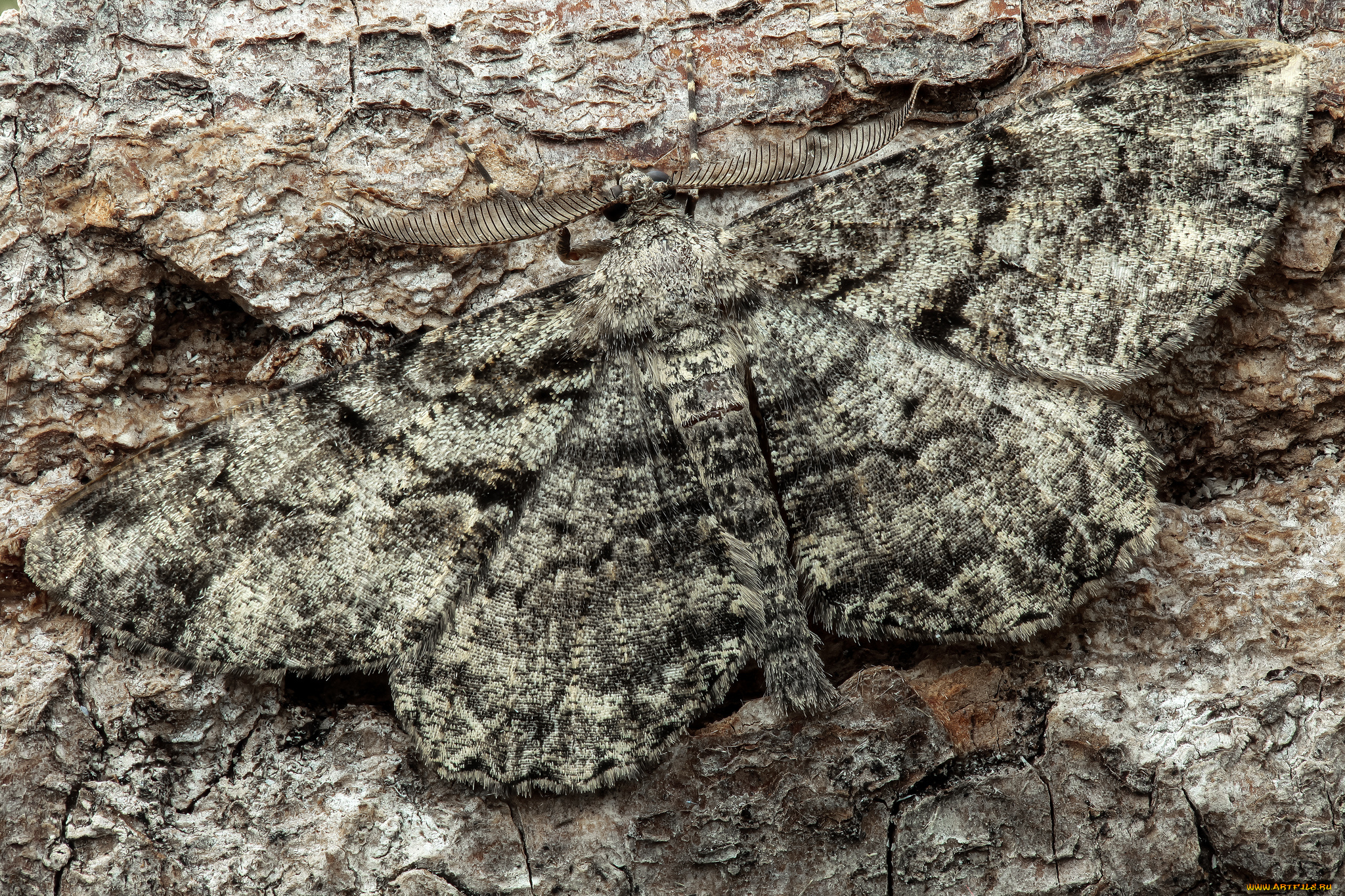 животные, бабочки, , мотыльки, , моли, бабочка, насекомое, утро, фон, макро