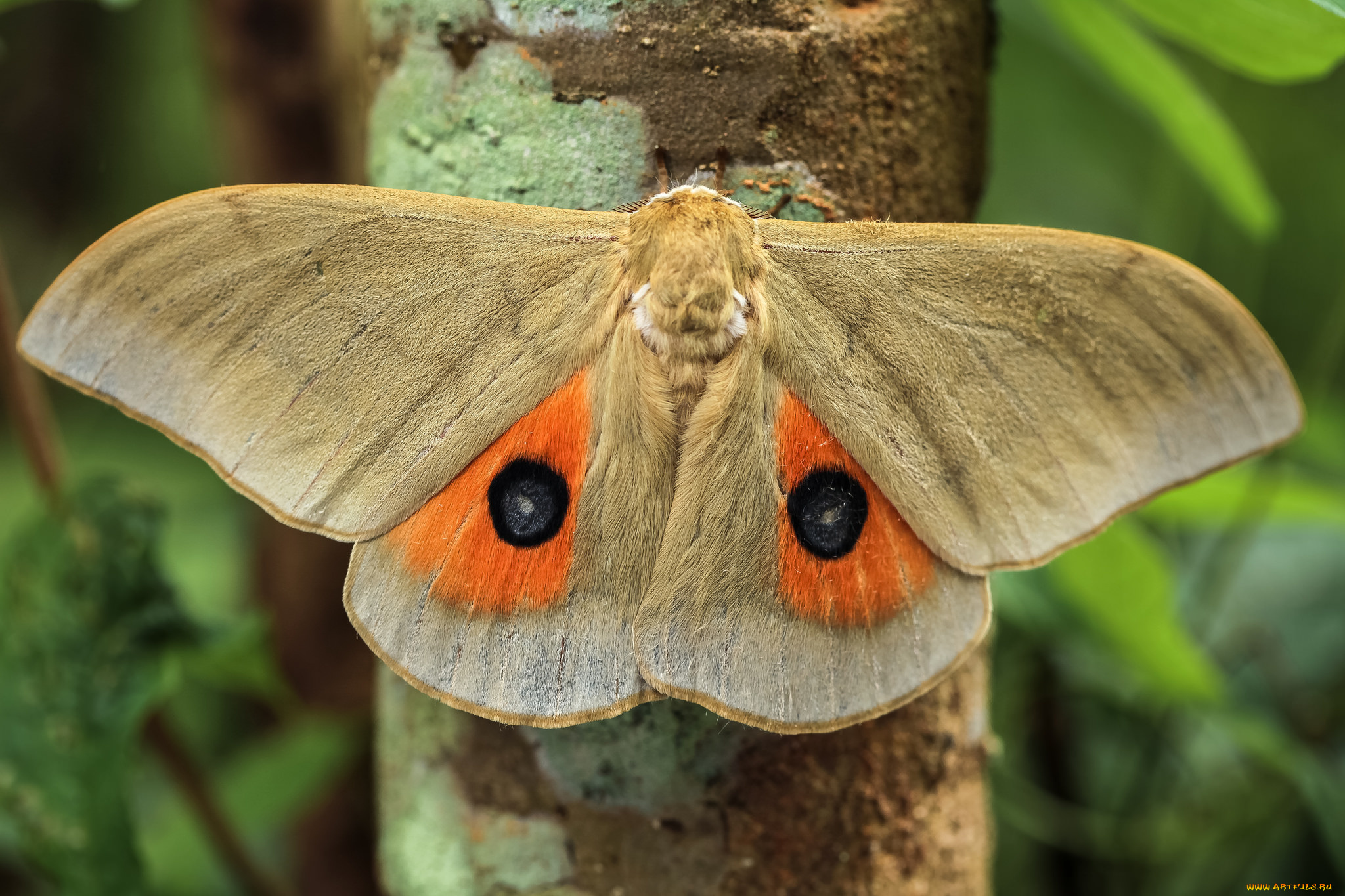 животные, бабочки, , мотыльки, , моли, насекомое, макро, мотылёк