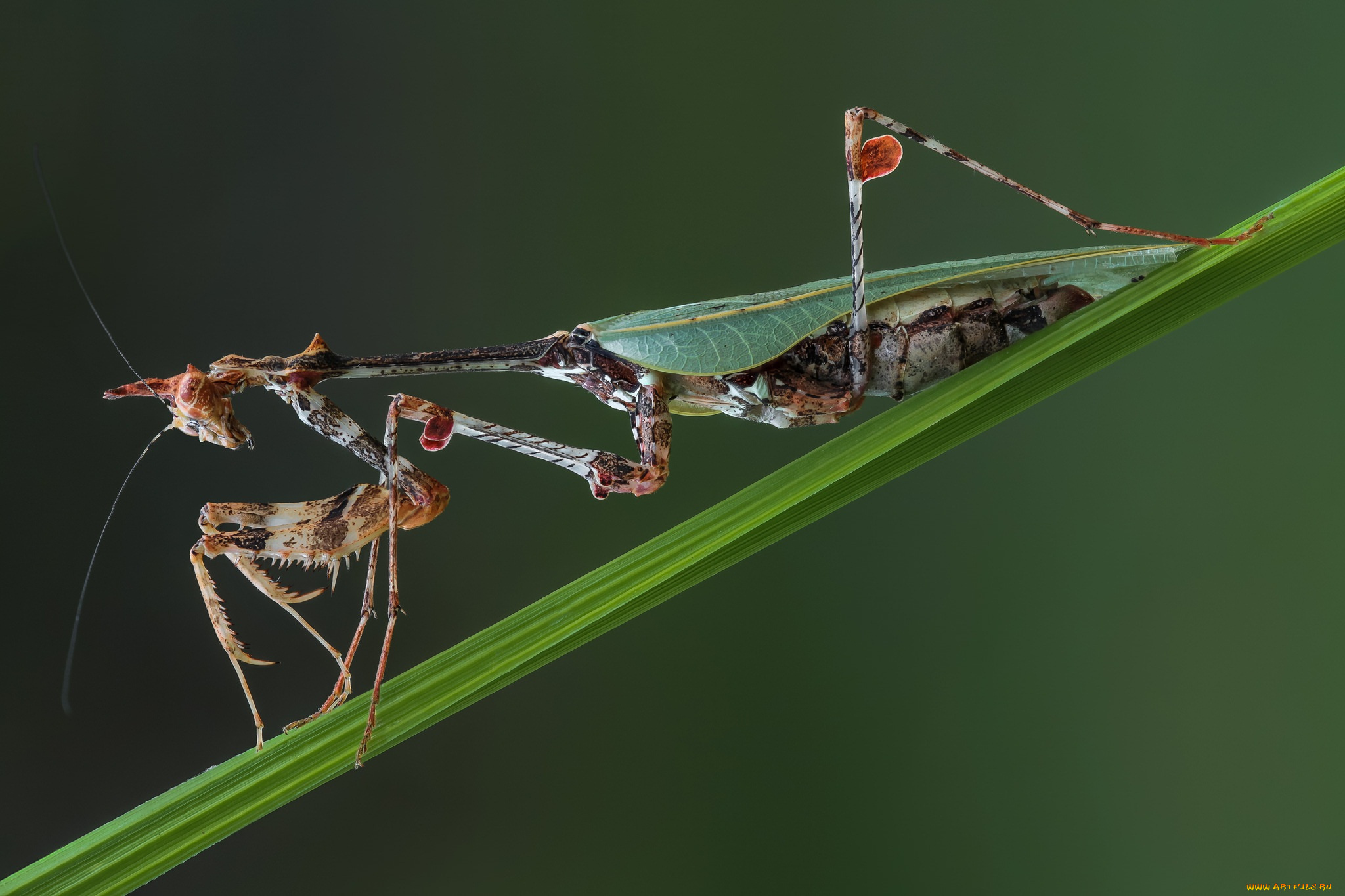 животные, богомолы, травинка, насекомое, богомол, макро