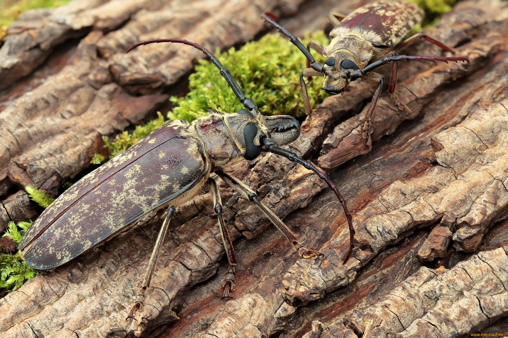 животные, насекомые, фон, усики, насекомое, жуки, кора, макро