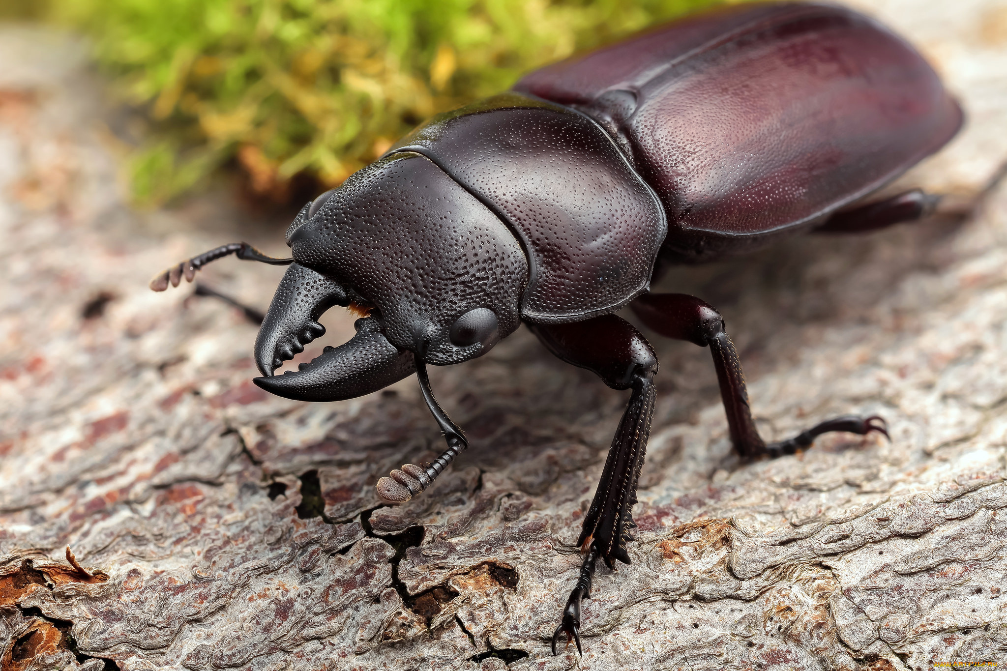 животные, насекомые, фон, усики, жук, макро