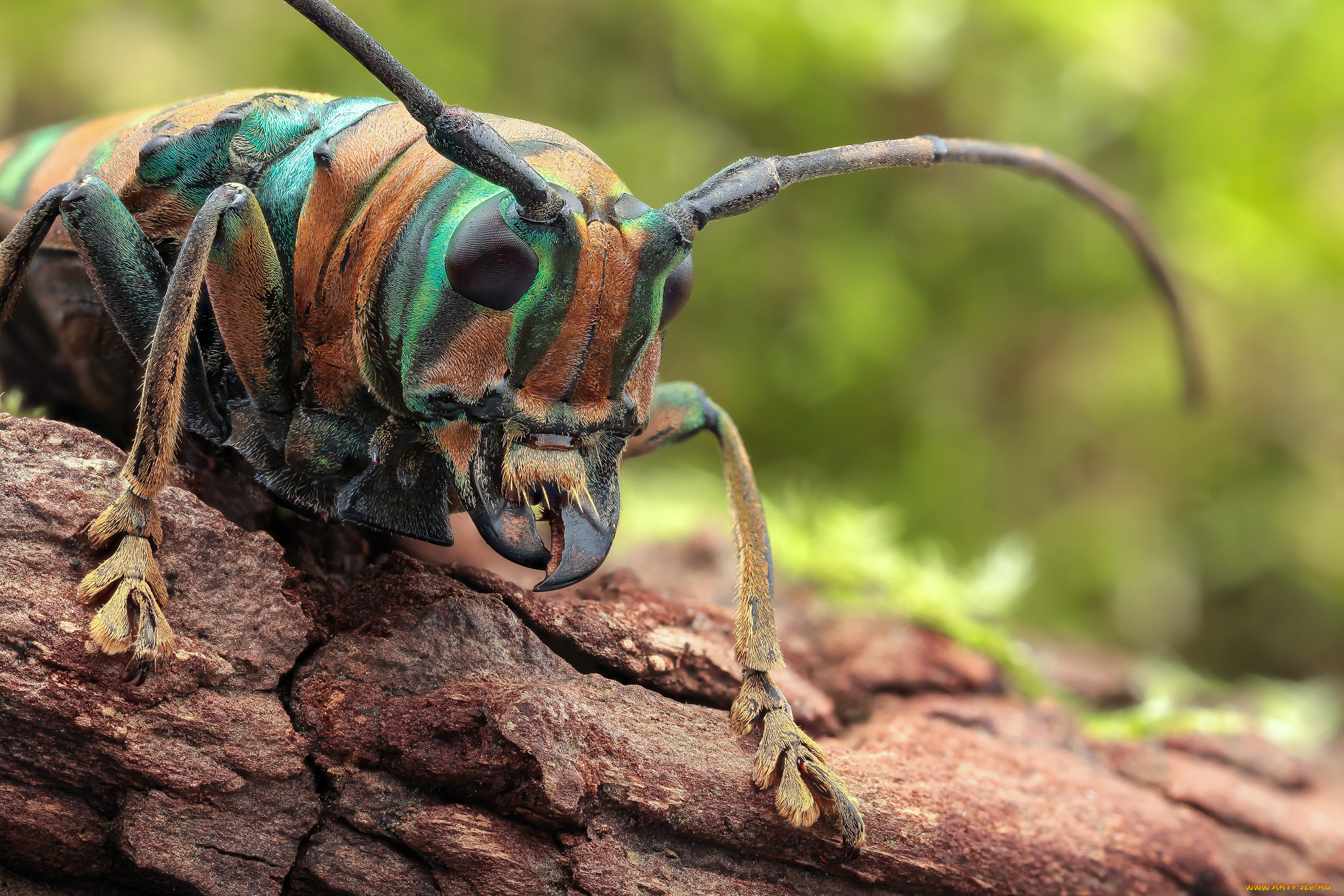 животные, насекомые, фон, усики, жук, макро