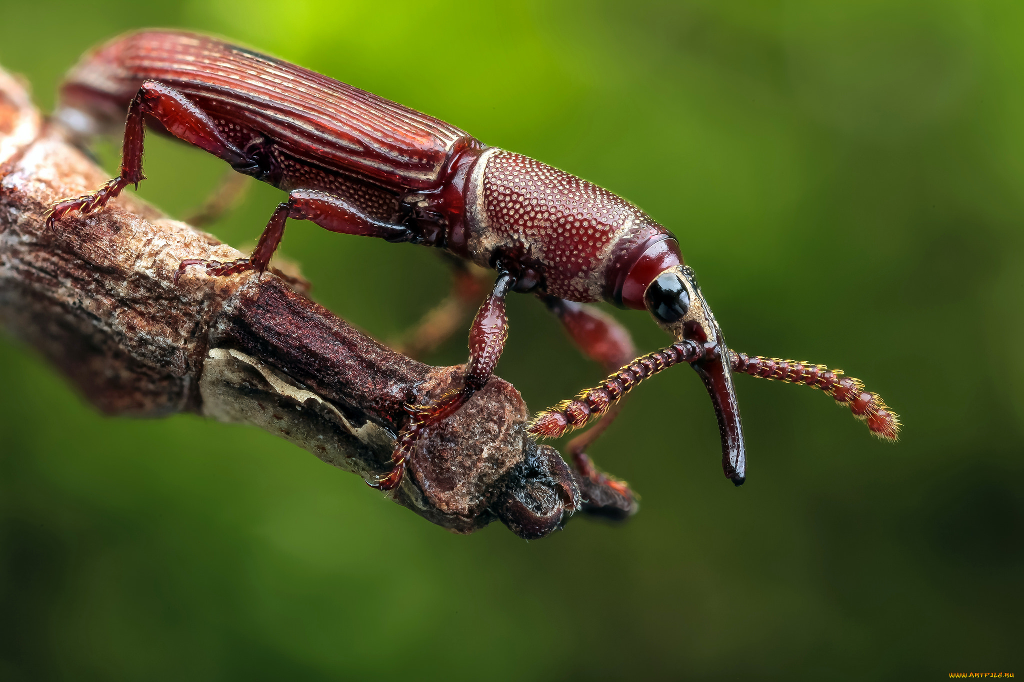 животные, насекомые, фон, усики, жук, макро