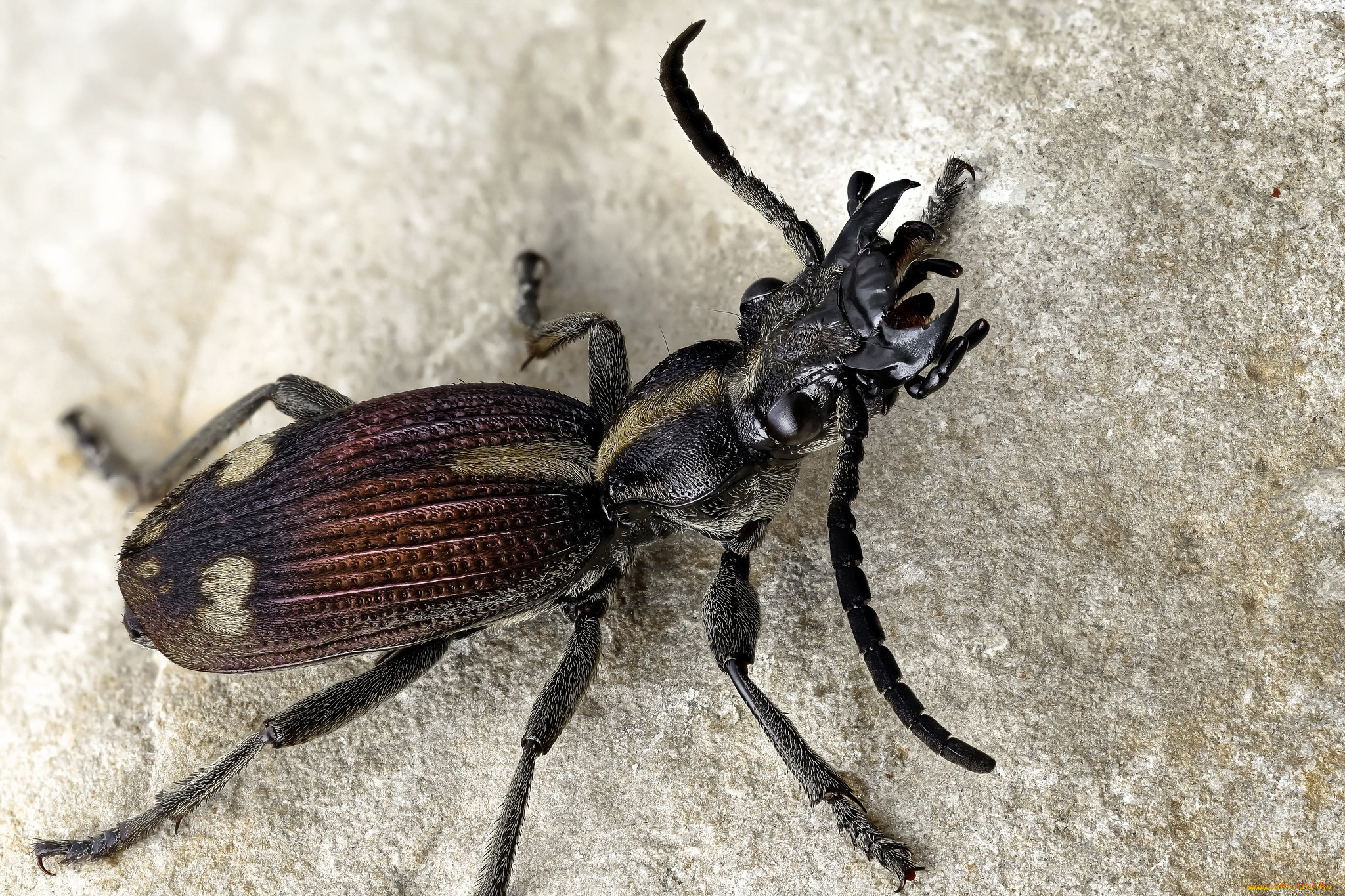 животные, насекомые, фон, усики, жук, макро