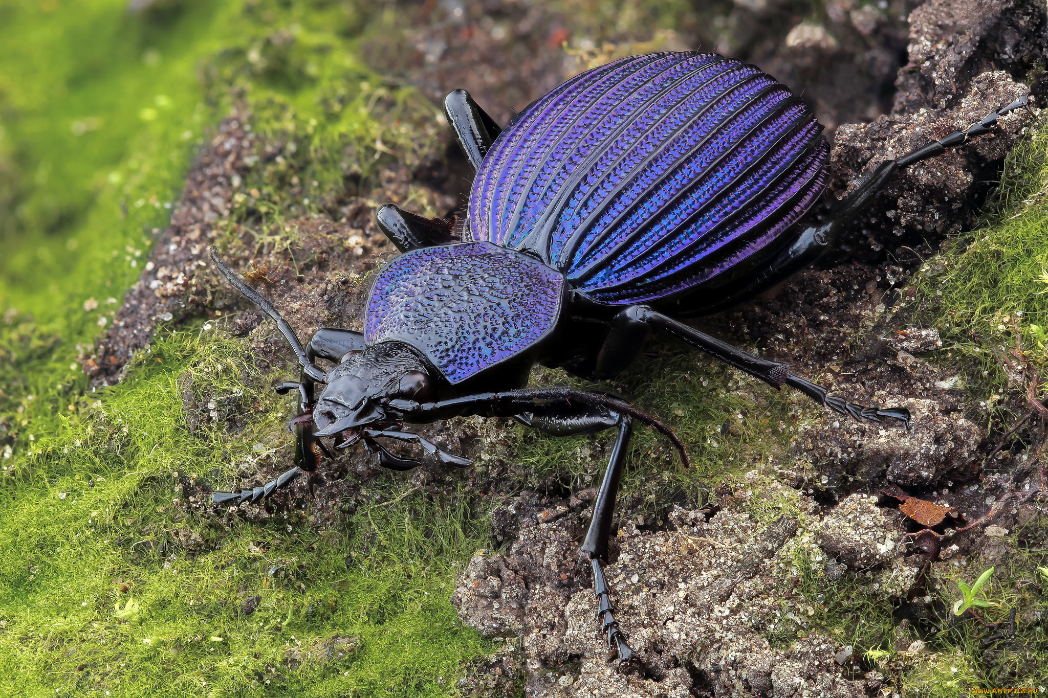 животные, насекомые, фон, жук, усики, макро