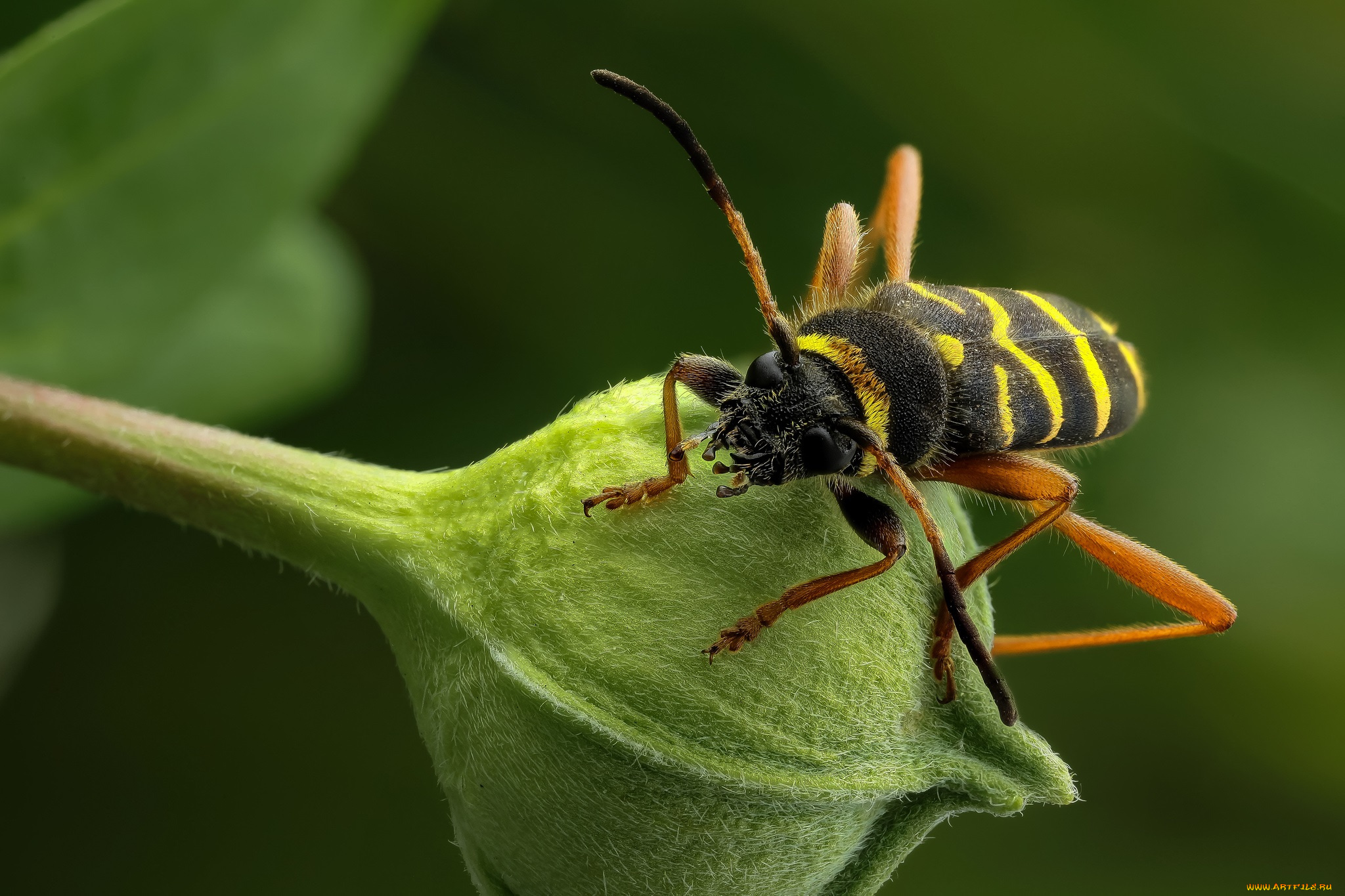 животные, насекомые, зелёный, фон, макро, бутон, травинка, насекомое, утро