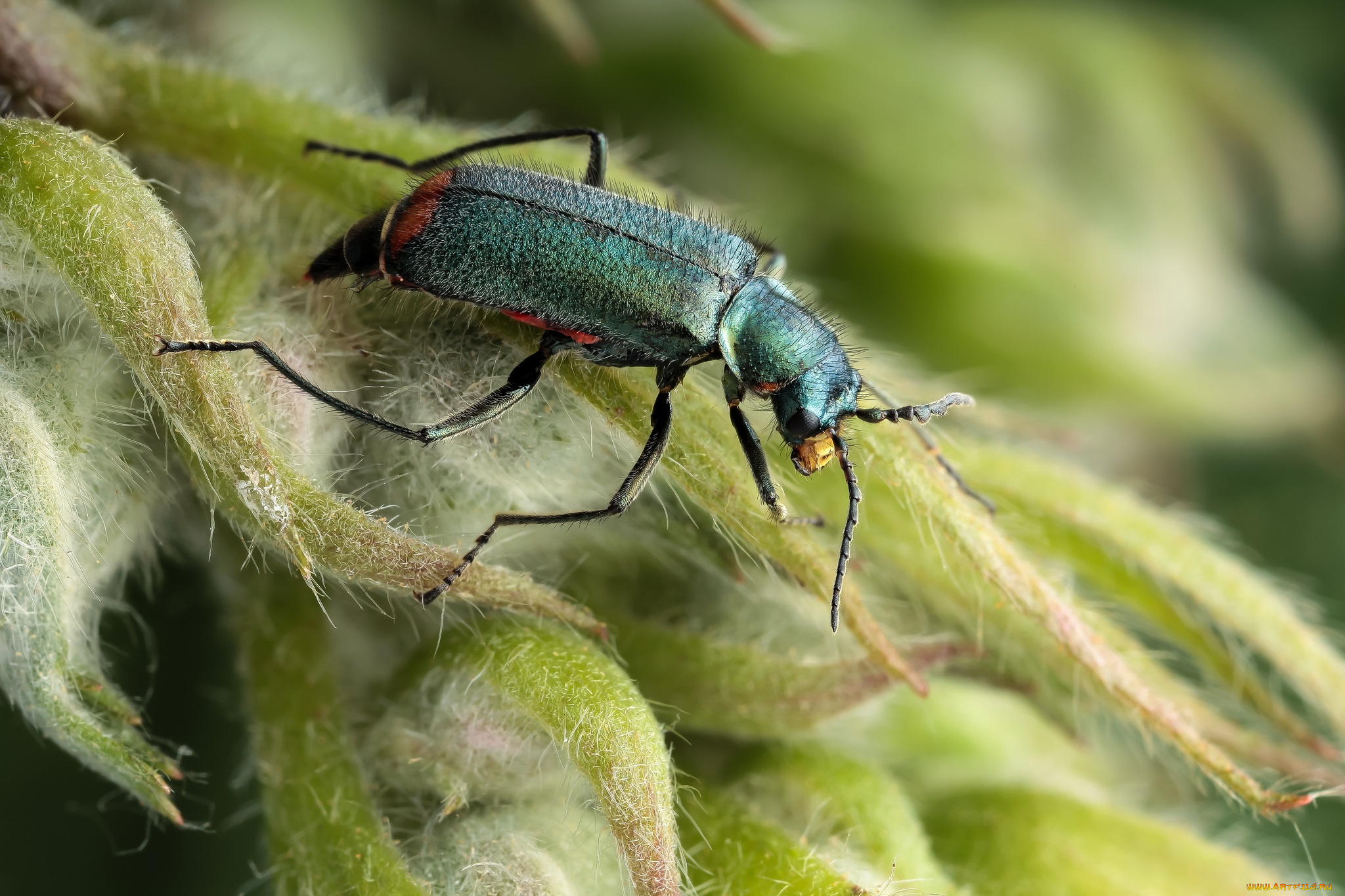 животные, насекомые, жук, бутоны, насекомое, утро, фон, макро