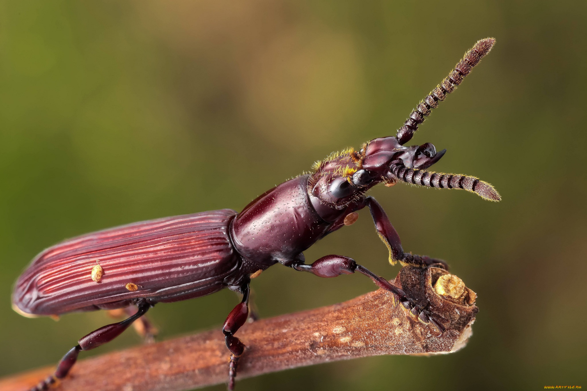 животные, насекомые, жук, макро, фон, усики