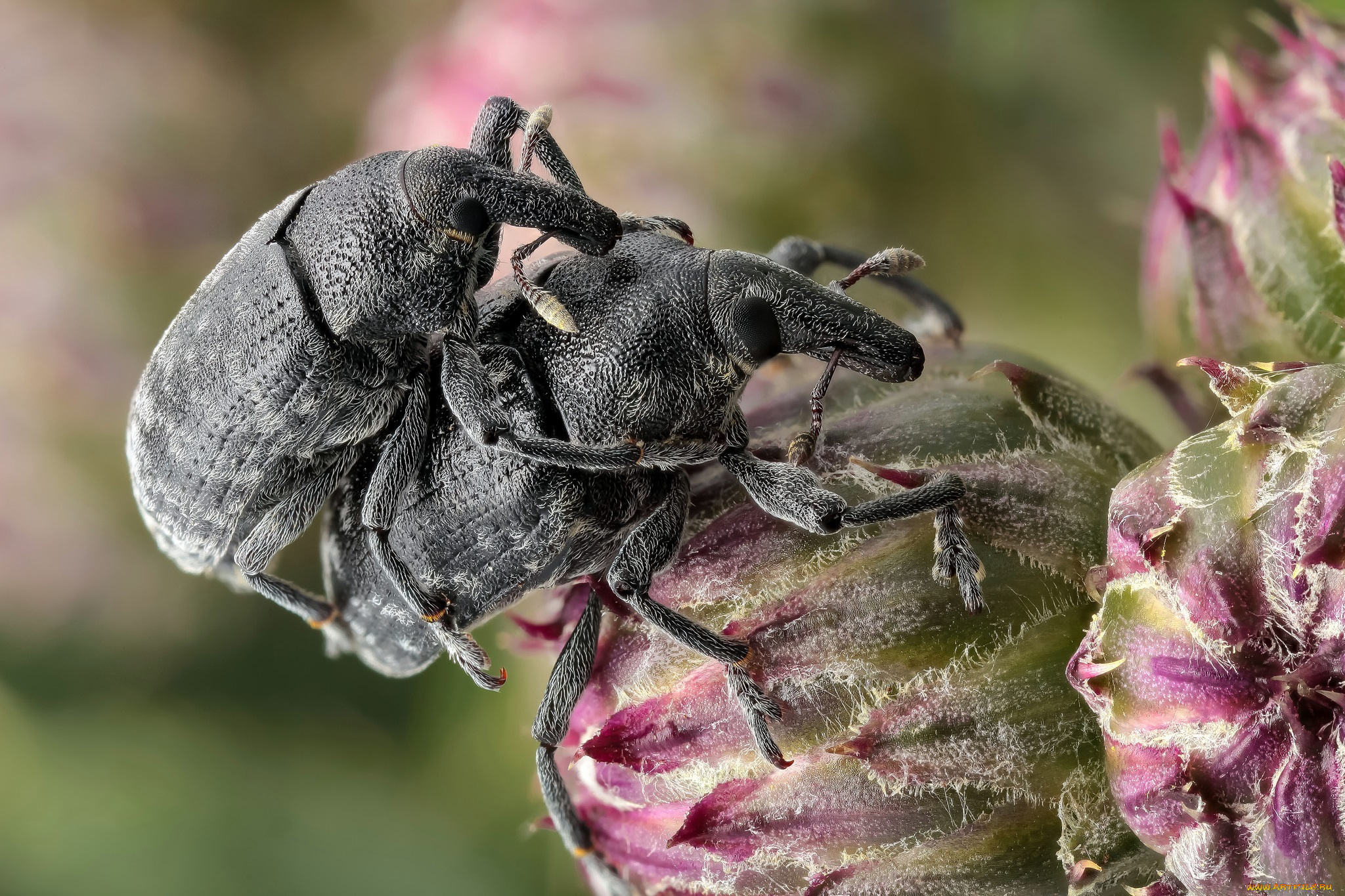 животные, насекомые, жуки, макро, утро, фон