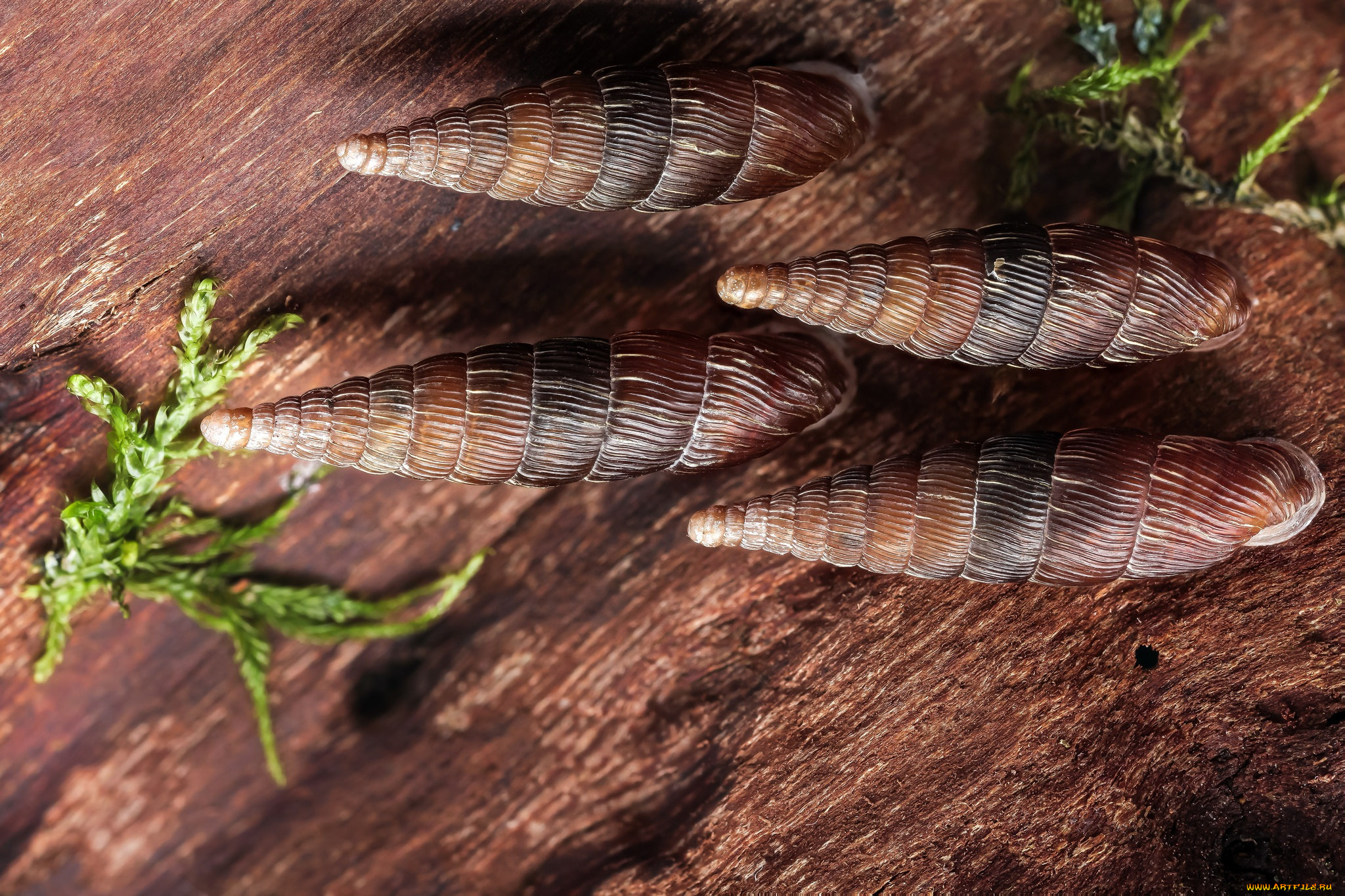 животные, улитки, домики, кора, макро