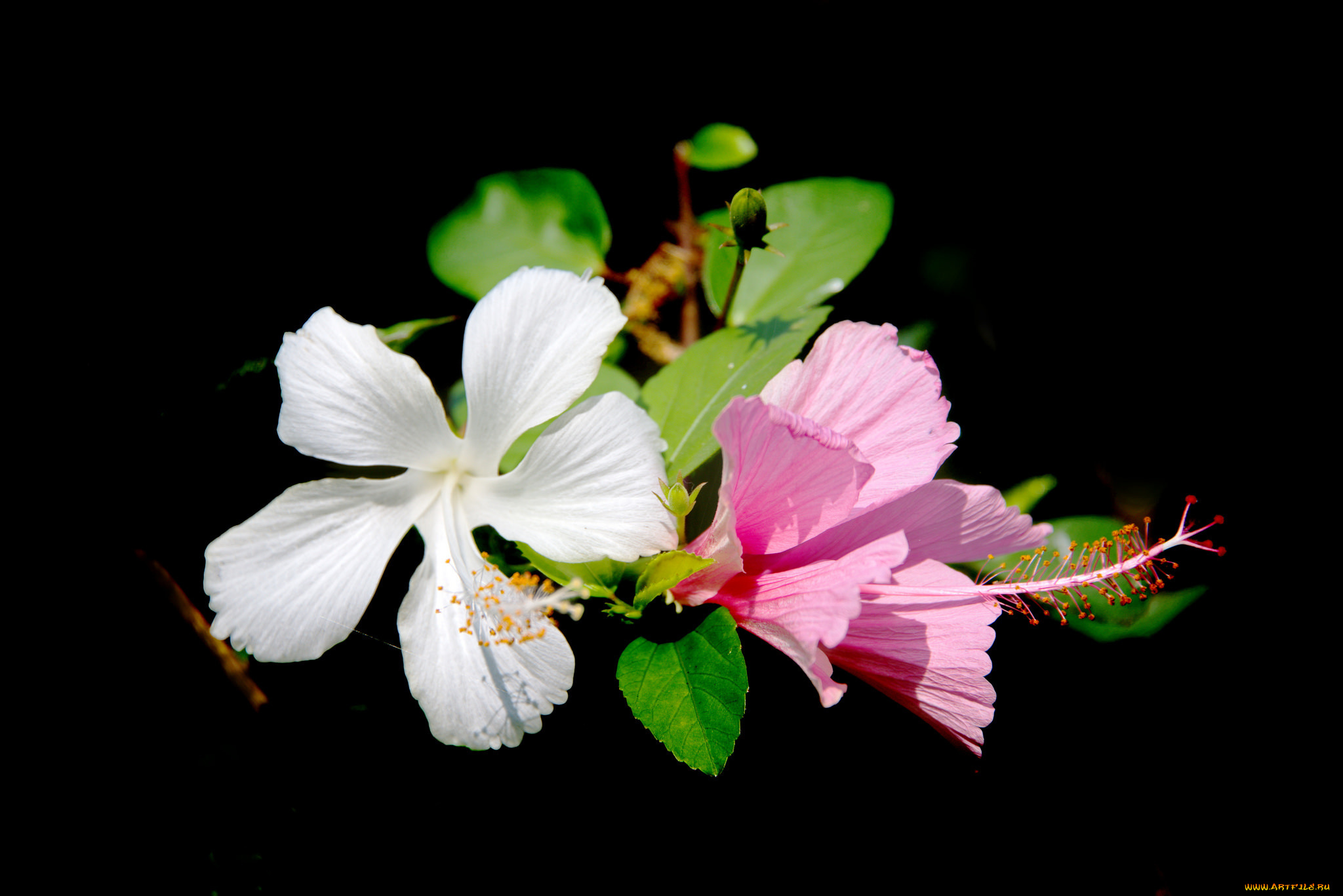 цветы, гибискусы, листья, лепестки, гибискус, фон