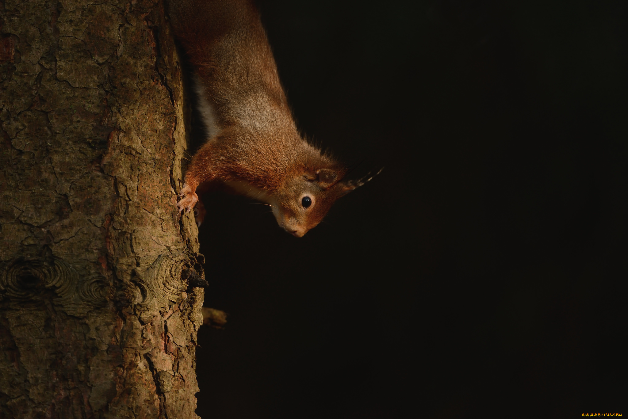 животные, белки, хвостик, милашка, белка, ушка, лапки