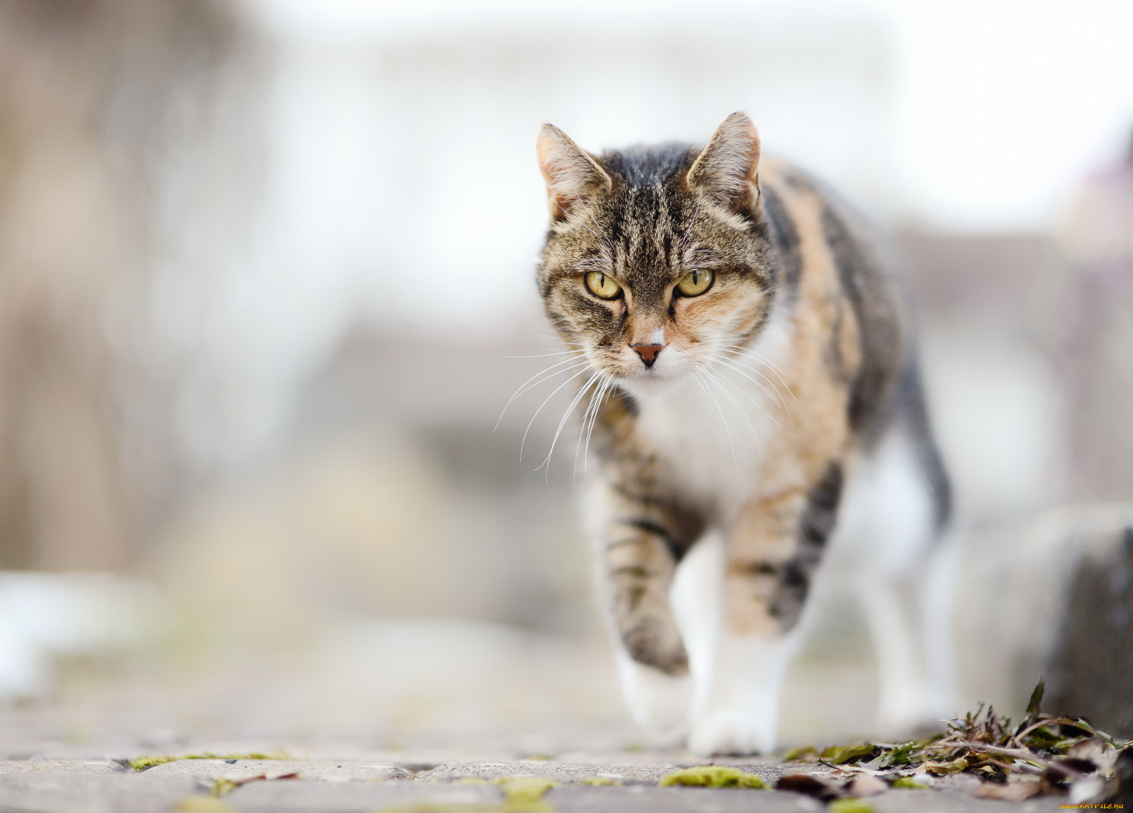 животные, коты, фон, взгляд, кошка