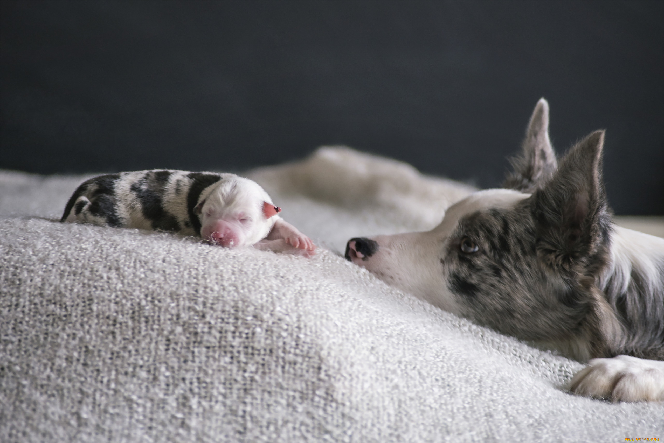 животные, собаки, дом, щенок, собака