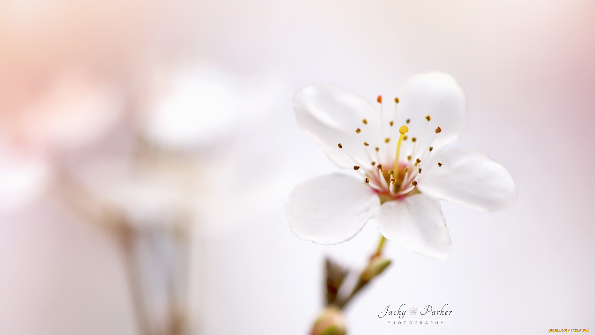 цветы, цветущие, деревья, , , кустарники, боке, цветок, весна