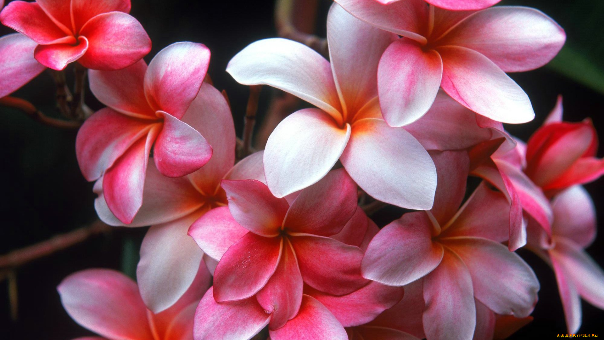 цветы, плюмерия, букет, розовые